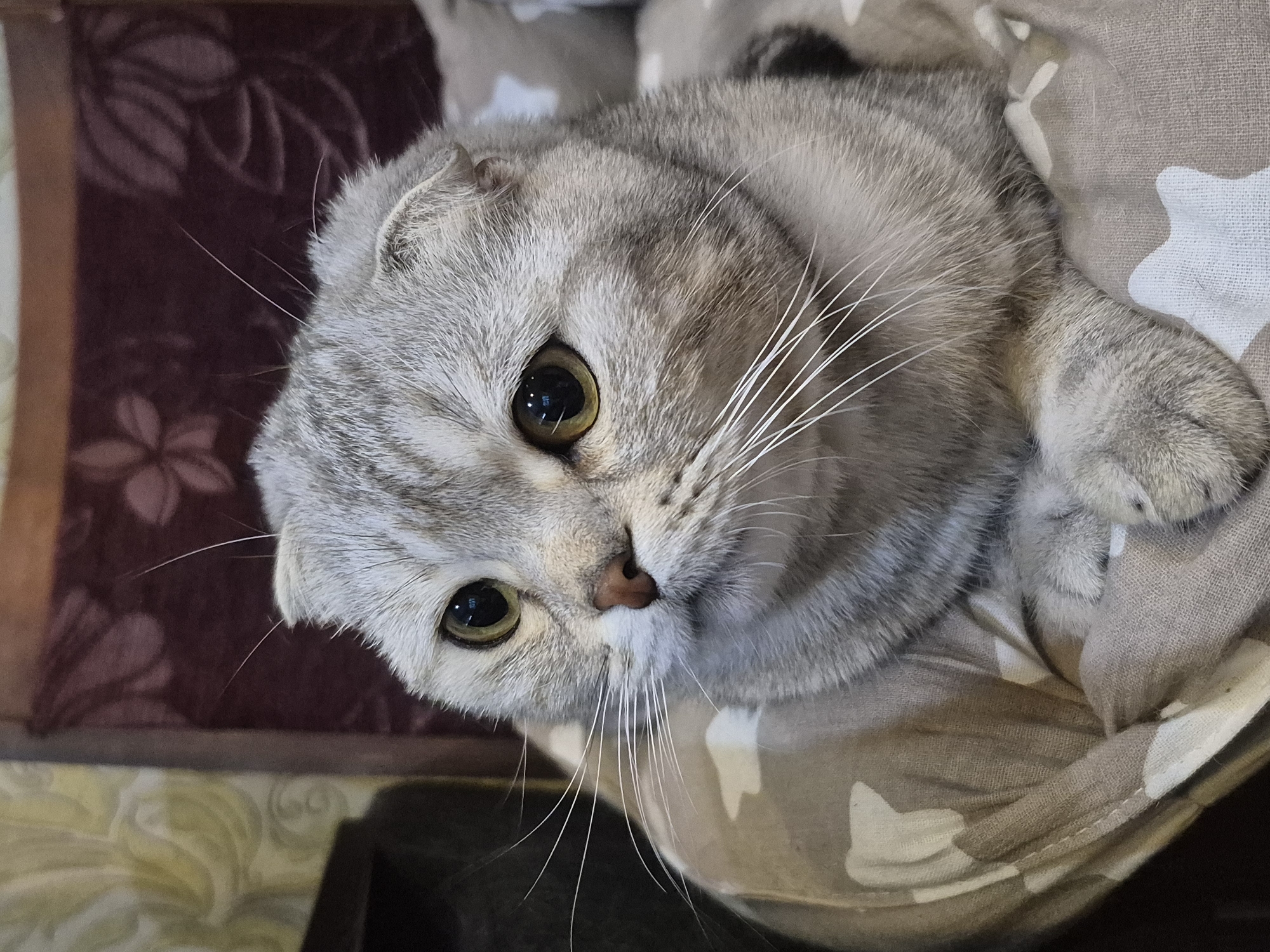 A Scottish Fold cat is lying on a patterned blanket. The cat has grey and white fur and is looking directly at the camera with wide, yellow-green eyes. The cat is positioned close to the camera, taking up most of the frame. The background consists of dark furniture, including a chair. The location is not determinable from the image.