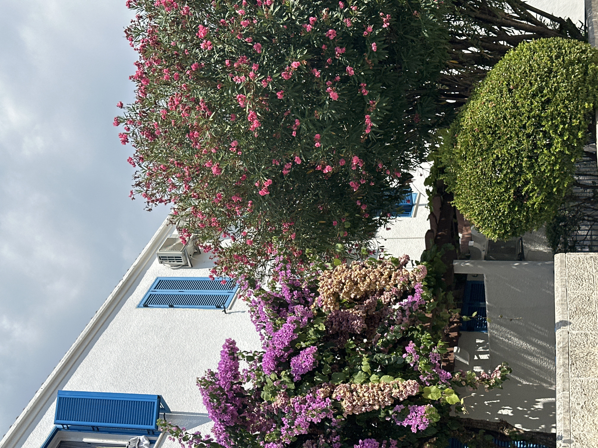 In Budva, Montenegro, a white building with blue shutters and an air conditioning unit is partially obscured by lush vegetation. To the left, a tree adorned with vibrant purple and tan bougainvillea flowers cascades downwards. To the right, a large oleander tree displays a profusion of bright pink blossoms. In the foreground, a neatly trimmed green hedge sits behind a textured stone wall. The scene is illuminated by sunlight, casting dappled shadows from the trees onto the building and wall. The sky above is partly cloudy.