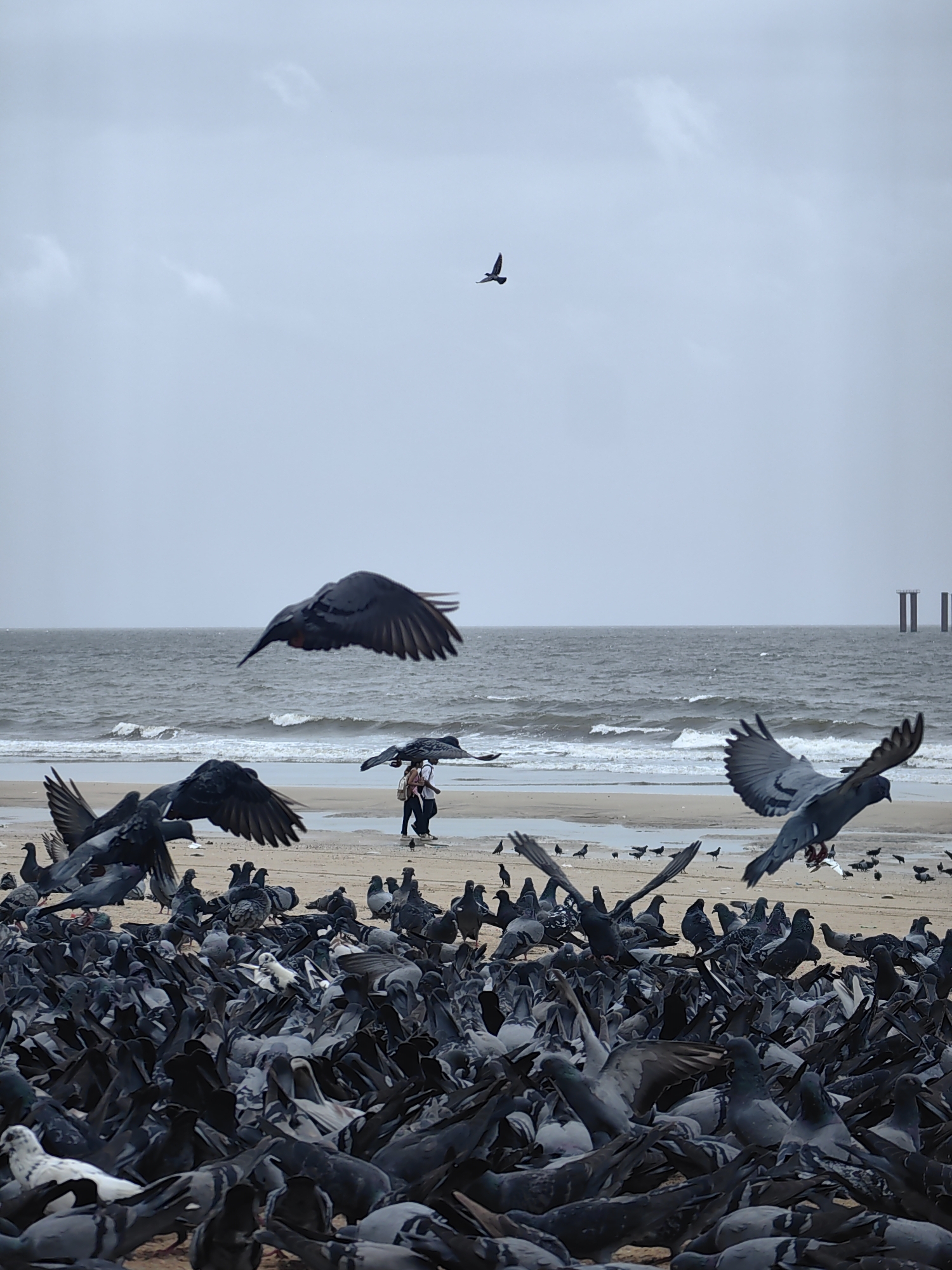 This image depicts a very large flock of pigeons on a sandy beach, likely at Girgaum Chowpatty in Mumbai, India, given the common scene of people feeding pigeons there. The sky is overcast, suggesting a cloudy or possibly rainy day, and the Arabian Sea is visible in the background with moderate waves.
In the foreground and mid-ground, thousands of pigeons are densely packed together on the sand. Many are standing, while several are in flight, captured mid-wingbeat, with their dark wings spread against the muted sky. One pigeon in the upper mid-ground is in sharp focus, its wings outstretched as it flies towards the right. Another large dark pigeon is in flight in the left mid-ground, its wings also spread. A single, smaller pigeon is silhouetted against the sky in the upper portion of the frame.
Further back on the beach, two individuals are walking away from the camera, appearing as small figures amidst the sprawling bird population. The beach itself is wet in places, with shallow pools of water reflecting the sky. In the distance, across the sea, indistinct structures, possibly pilings or parts of a pier, are visible on the horizon. The overall impression is one of a lively, if somewhat overwhelming, gathering of birds interacting with their environment and the few humans present.