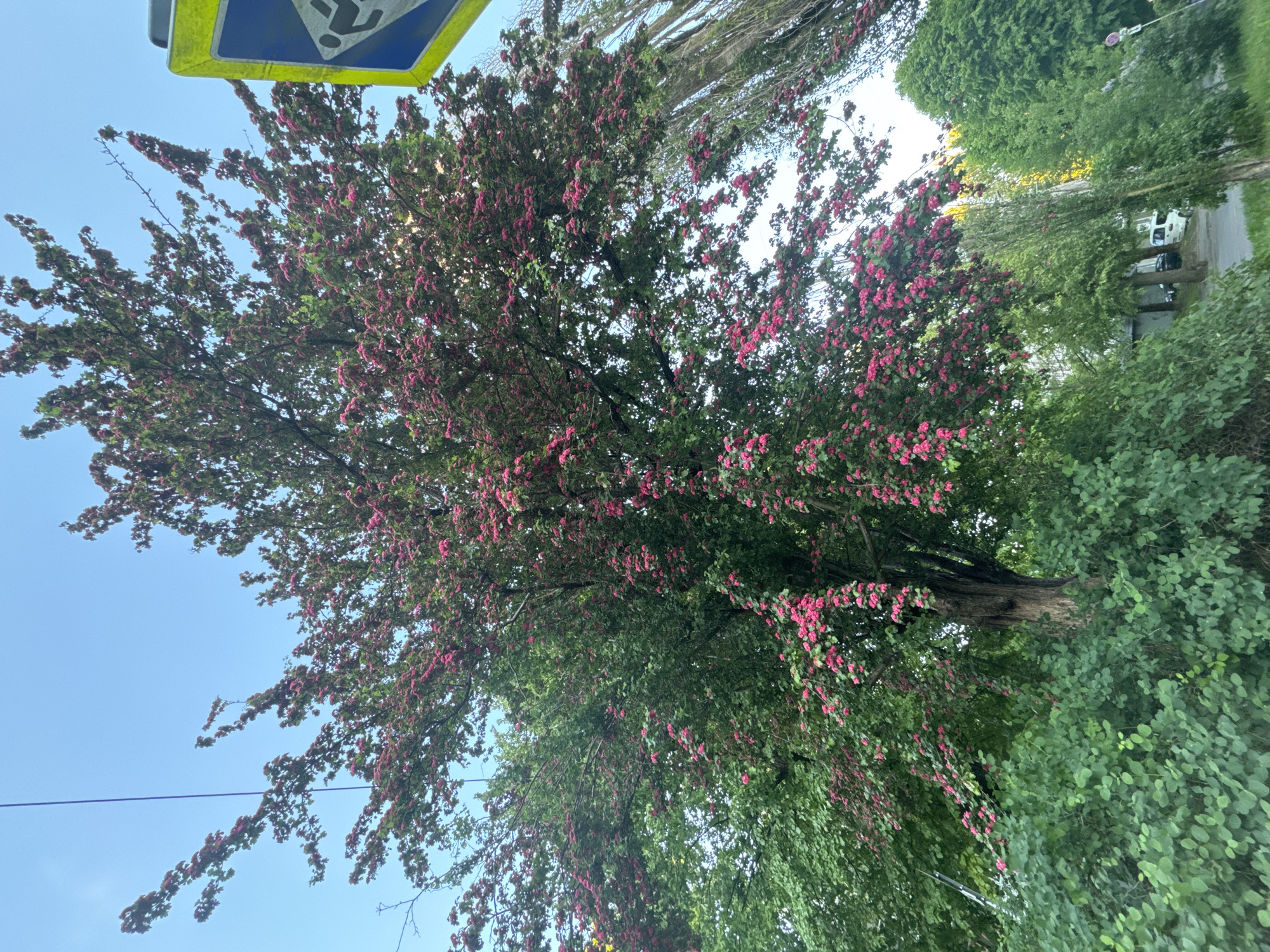 The image depicts a tree with pink flowers in the city of Unknown, Unknown. The tree is partially covered by green leaves. A pedestrian crossing sign is visible in the upper left corner of the image. The sky is blue, and other trees and greenery are visible in the background, along with cars on the street.