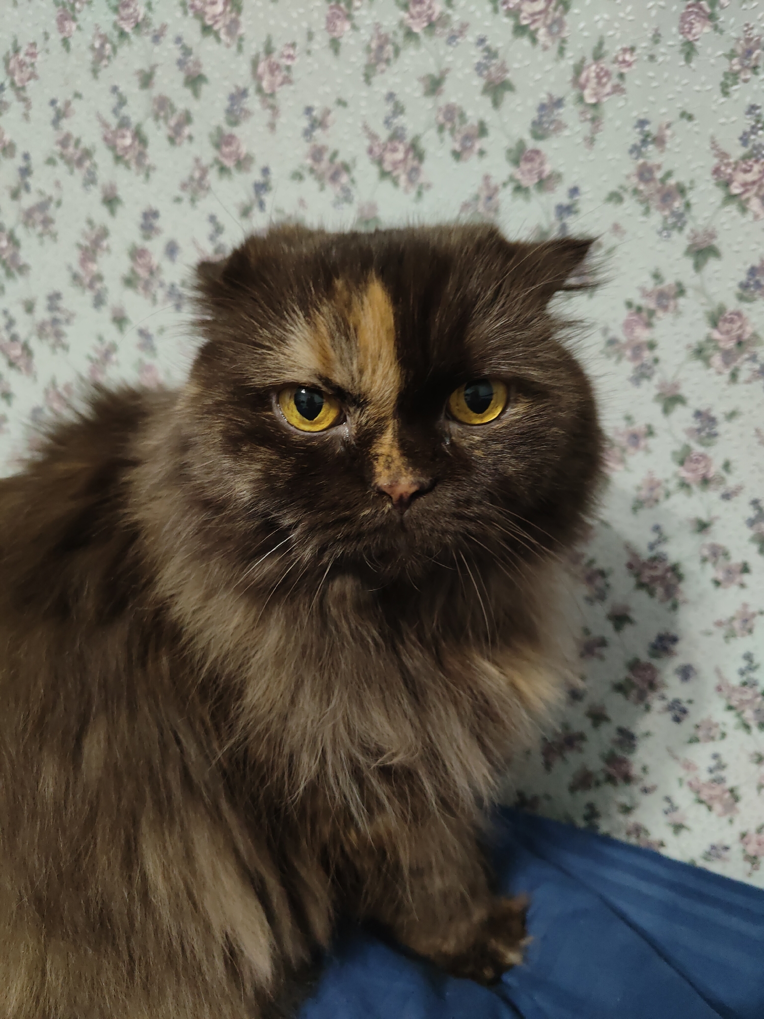 A medium shot features a brown and orange long-haired cat with yellow eyes. The cat faces forward with a seemingly grumpy expression. It rests on a blue surface. Behind the cat is a light blue wallpaper with a pink floral pattern. The image appears to be taken indoors. The location is not determinable from the image.