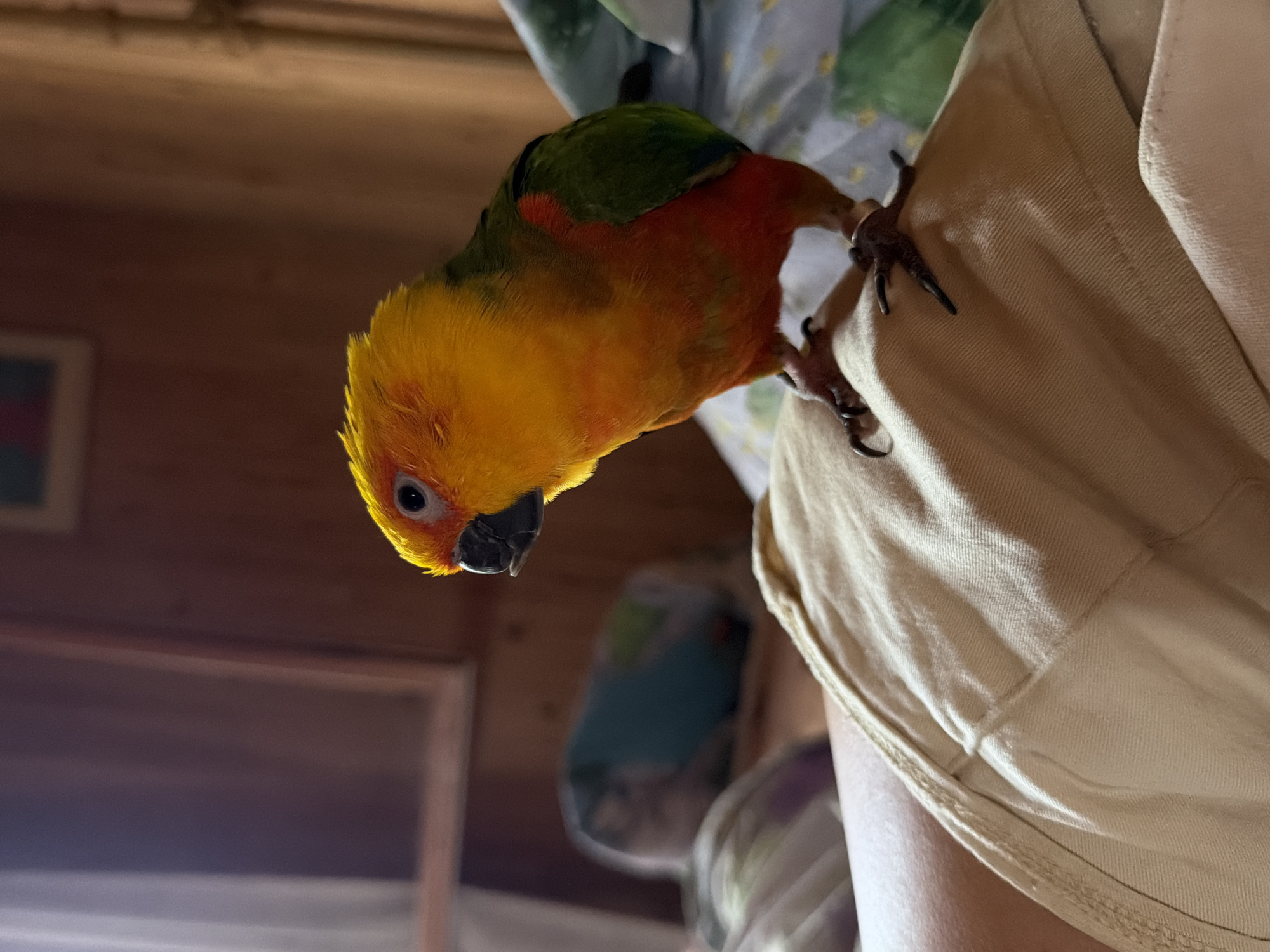 The image shows a sun conure parrot perched on a person's leg, which is covered by light-colored pants. The parrot has vibrant yellow and orange plumage on its head and chest, transitioning to green on its wings and red on its belly. Its eyes are dark with a white ring around them, and its beak is black. The background is blurred, but it appears to be an indoor setting with wooden walls and what looks like a bed with patterned bedding. There is a window with a white curtain on the left side of the image. The lighting suggests it is daytime, with sunlight coming in from the left. The scene does not provide any information that would indicate a specific location in Udelnaya, Russia.