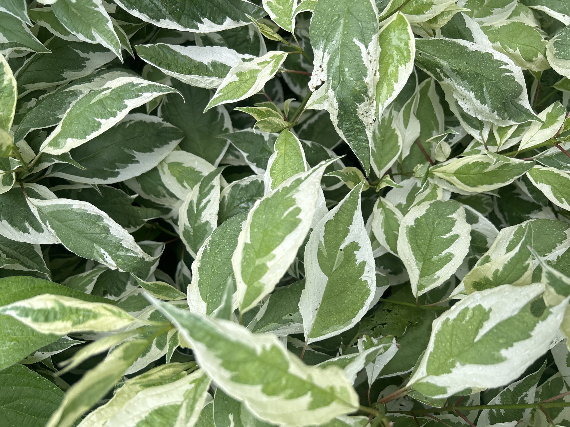 A close-up, overhead view captures a dense cluster of variegated leaves, primarily green with irregular white margins. The leaves are elongated and ovate, with a slightly serrated edge. Small water droplets are visible on the surface of some leaves, suggesting recent rain or dew. The background is a darker, blurred green, indicating the plant is well-established and full. The image appears to have been taken outdoors in a natural setting, possibly a garden or park within the city of Vilnius, Lithuania. There are no people or animals visible in the frame.