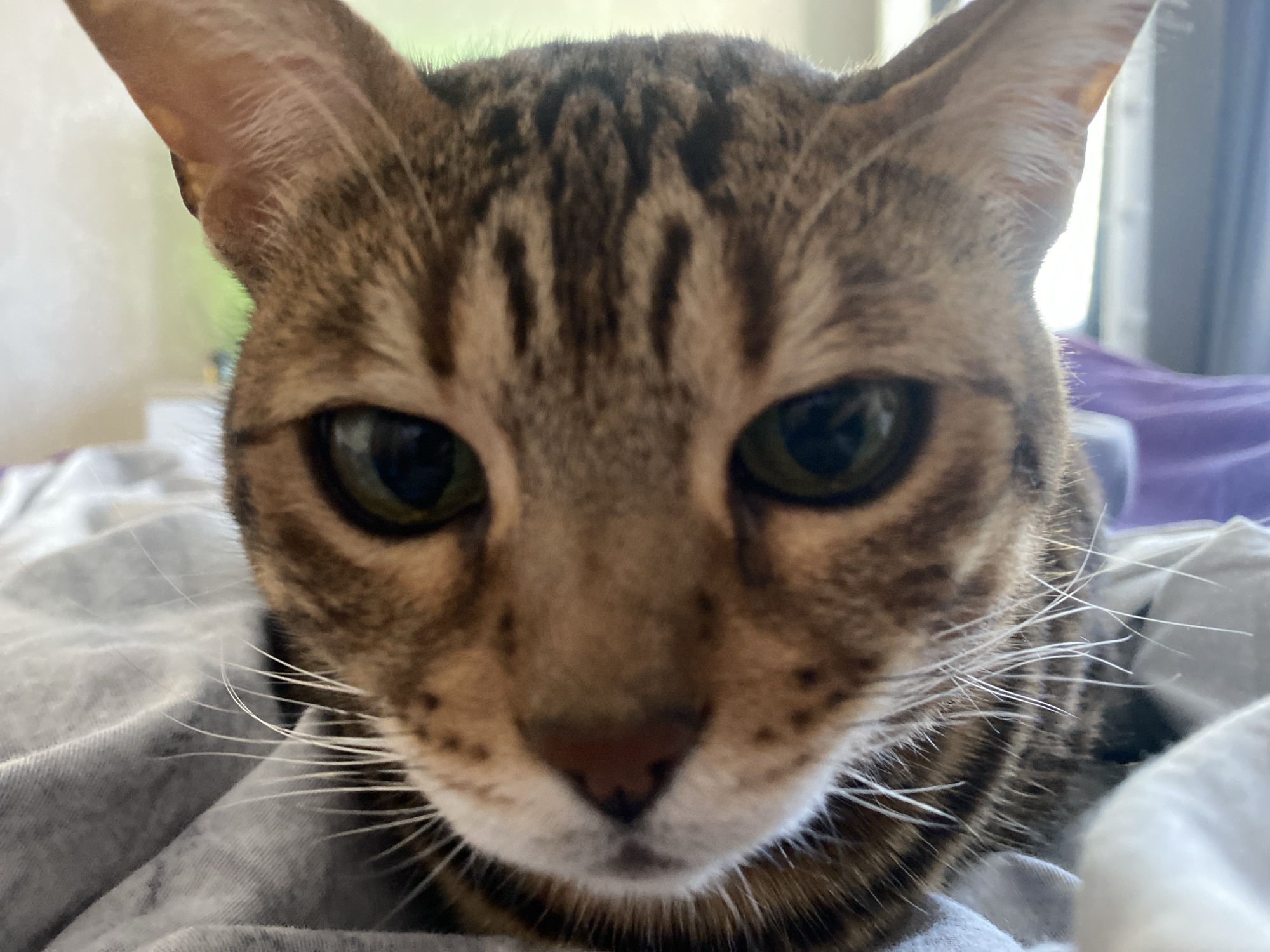 A close-up, low-angle photograph features the face of a brown tabby cat. The cat's eyes are green, and its head is adorned with striped markings. The cat is lying on what appears to be gray bedding. There is no discernible information to establish the location in the city of Chaikovsky, Russia.