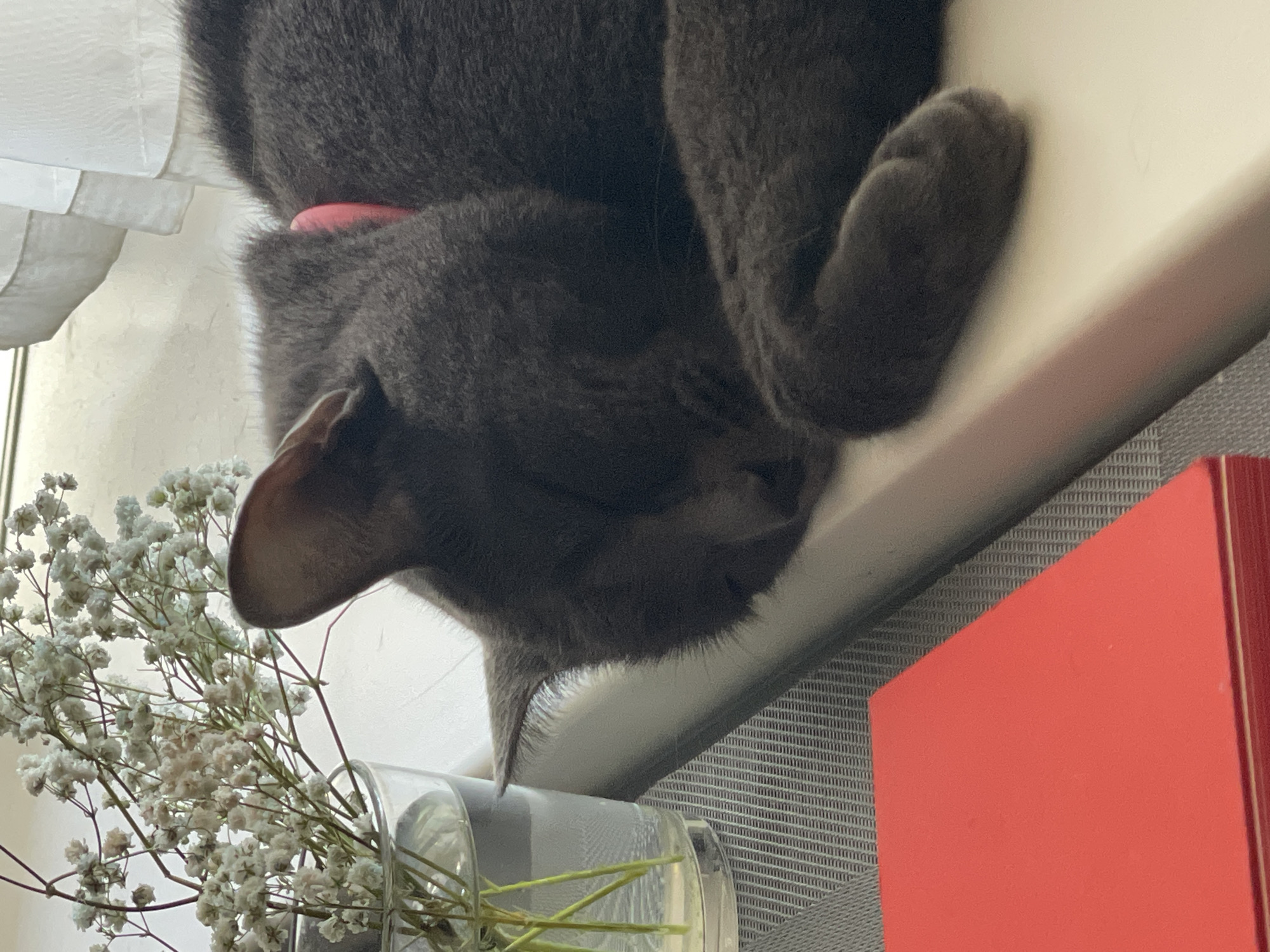 A gray cat with a pink collar sleeps on a light-colored ledge. To the left of the cat, a glass vase contains a bouquet of small white flowers. In the foreground, a bright red book or notebook is visible. The scene is set indoors, near a window with sheer curtains. The location is not specified within the city of Sochi, Russia.