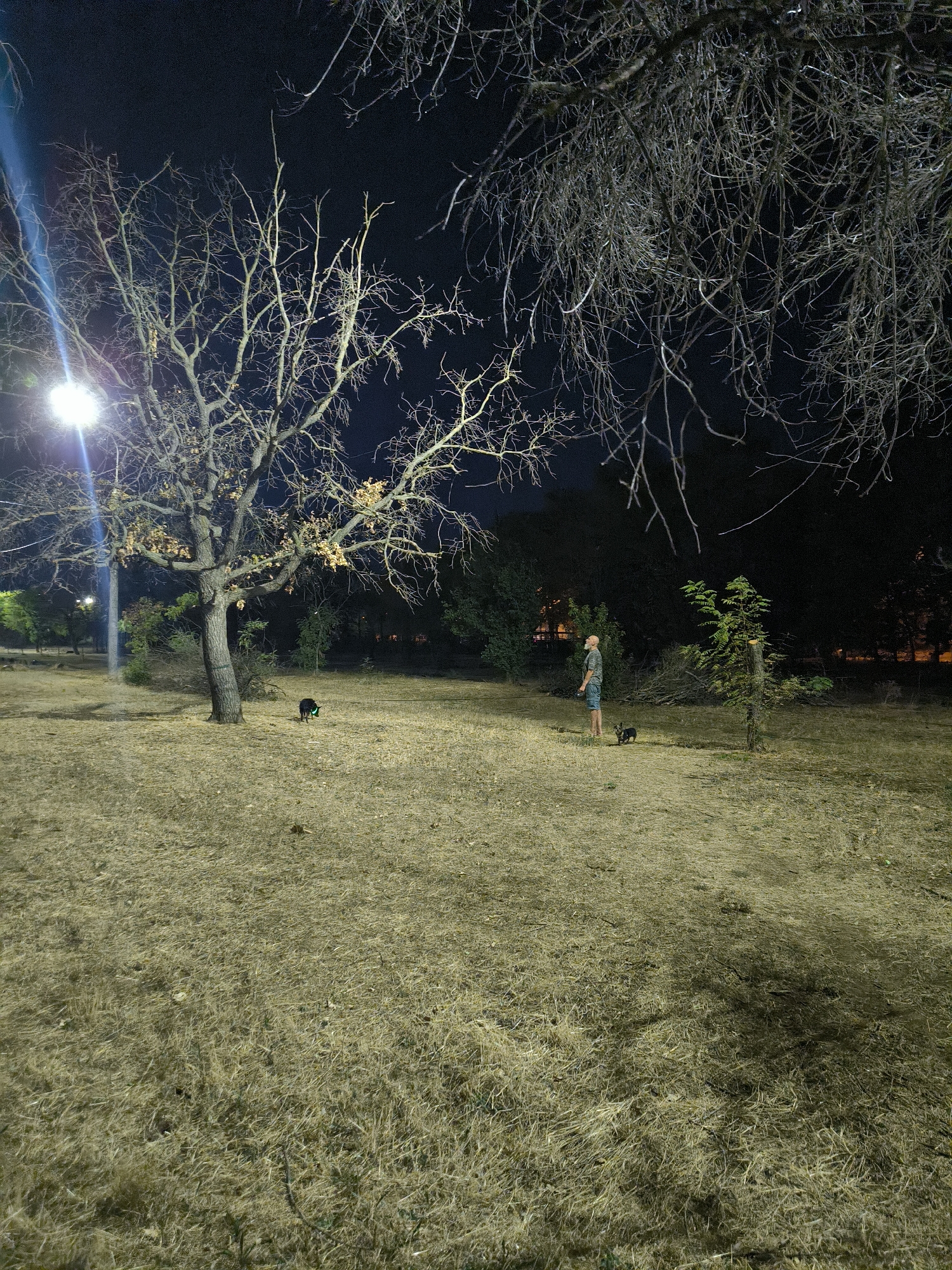 The image depicts a park at night, illuminated by a streetlamp and other distant light sources. A man, balding with a beard, stands in the center-right of the frame, looking upwards. He is wearing a patterned shirt and shorts, and is holding a leash attached to a small black dog. To the left of the man, a larger black dog is also visible, closer to a tree. The ground is covered in dry, yellowish grass. In the foreground, bare trees with sparse leaves dominate the scene, with their branches stark against the dark sky. In the background, more trees and foliage are visible, with some faint lights suggesting buildings or city activity beyond the park. The overall impression is one of a quiet, almost deserted park at night.