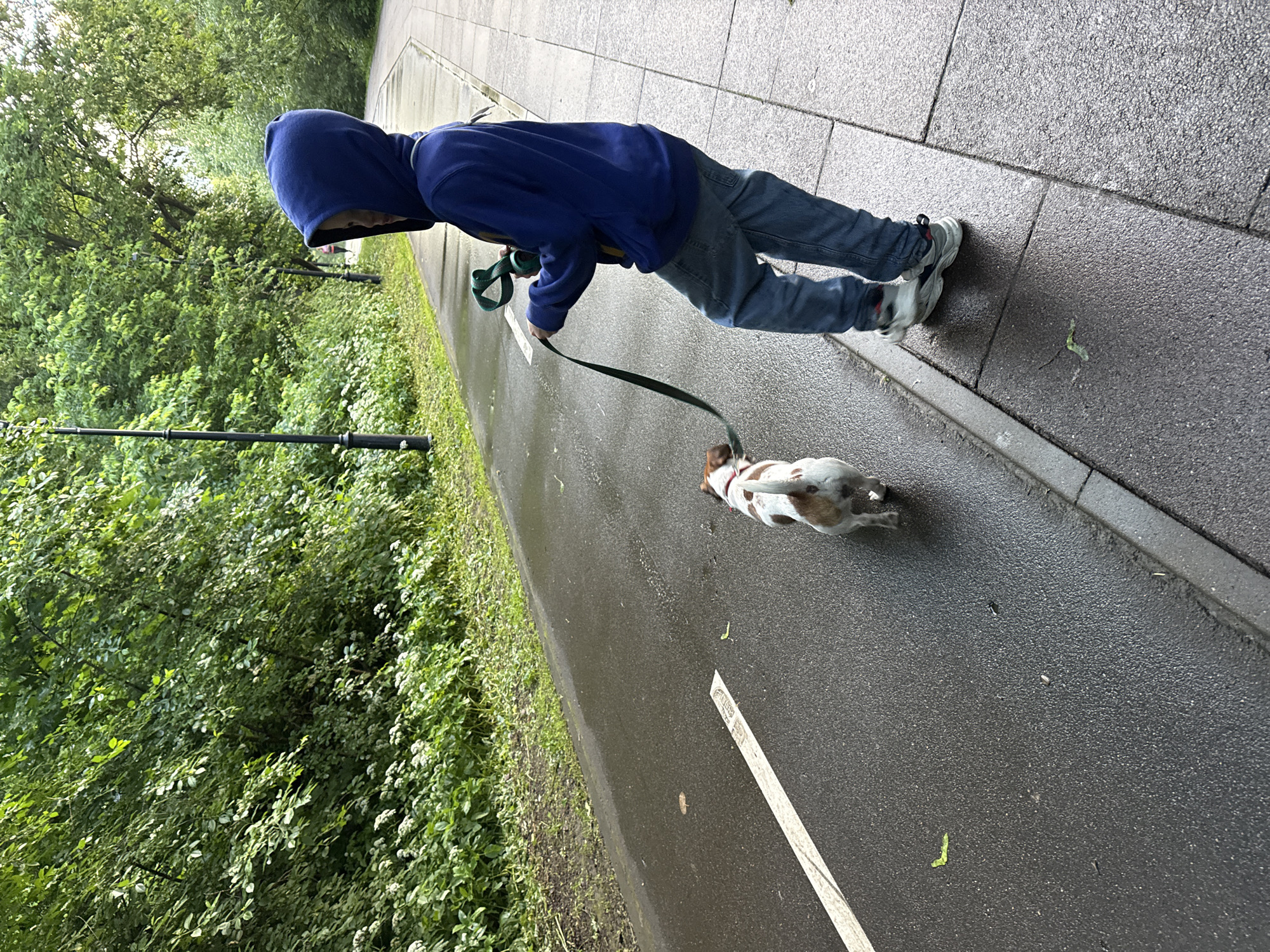 In a park setting in Moscow, Russia, a person wearing a blue hoodie and jeans is walking a small white and brown dog on a leash. The ground is wet, indicating recent rain. The path appears to be paved, possibly for pedestrians or cyclists, and is lined with lush green trees and foliage. Streetlights are visible in the background, suggesting an urban park environment. The person is holding the leash, and the dog is walking ahead on the path.