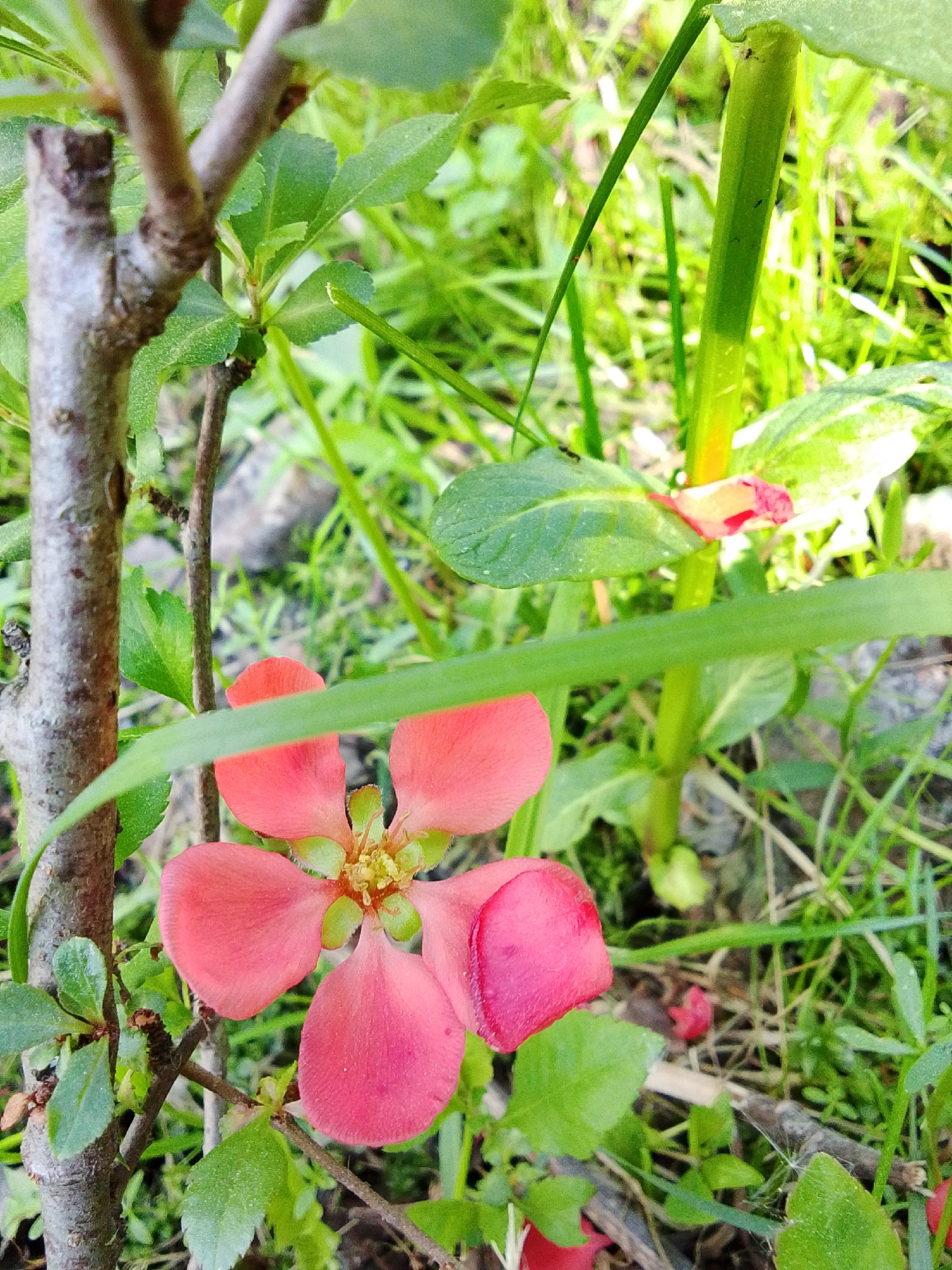 The image depicts a close-up of a peach-colored flower with five petals nestled amongst greenery. The flower is situated near a thin, gray tree trunk with small green leaves sprouting from its branches. Blades of grass and other foliage surround the flower, creating a natural, outdoor setting. The background is slightly blurred, focusing attention on the flower and the immediate surrounding vegetation. The overall environment appears to be a garden or a similar green space. The location is specified as 1-Go Maya, Russia, though no elements within the image explicitly confirm this geographical information.