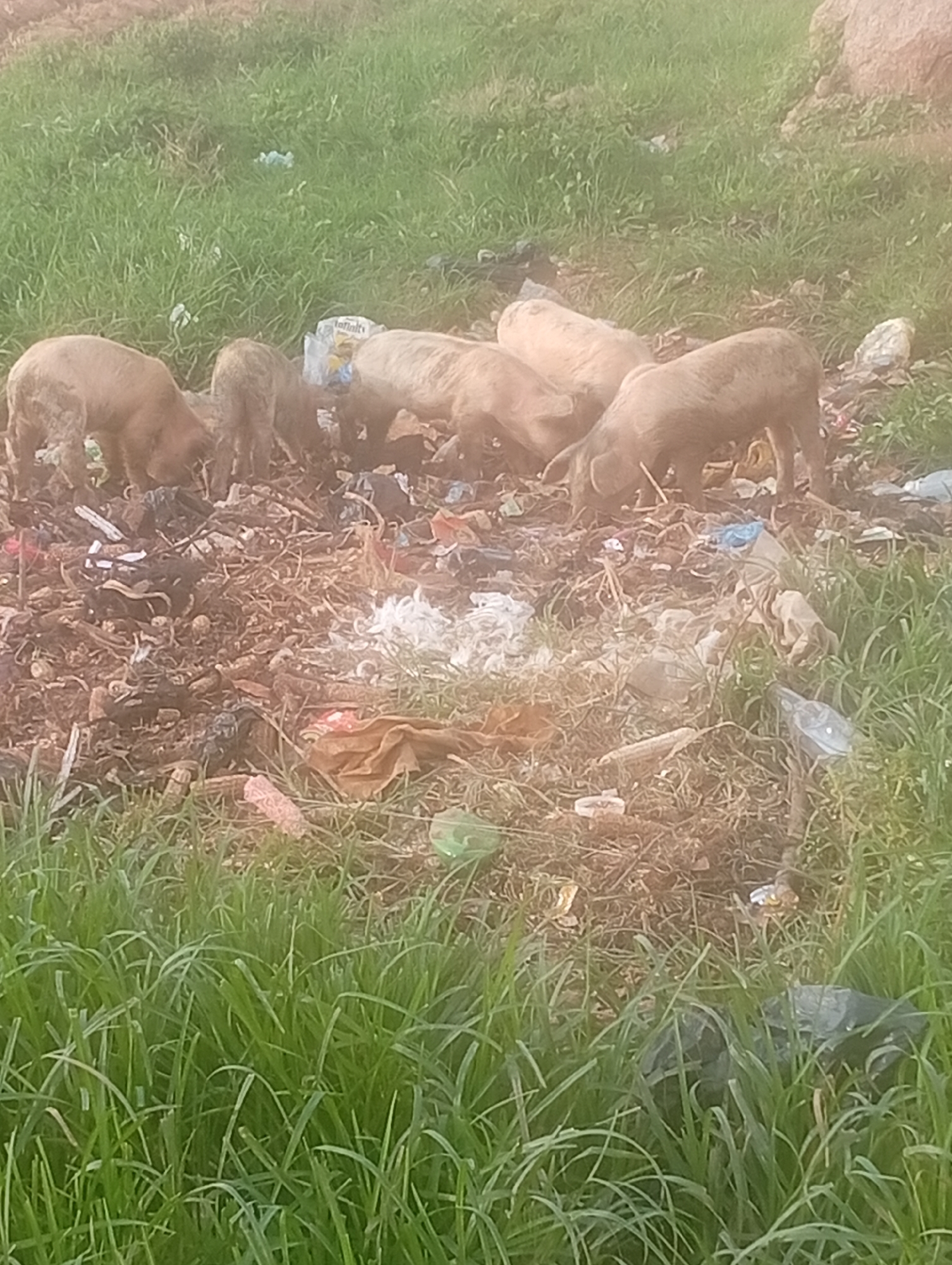 This media file shows a group of several pigs foraging through a pile of garbage. The pigs are light brown and appear to be young. They are gathered in the center of the frame, with their heads down as they search for food amongst the refuse. The garbage consists of a variety of items, including plastic bags, wrappers, and what appears to be food scraps. The ground around the garbage pile is covered in dry leaves and dirt, with patches of green grass visible. In the background, there is more green grass and a large rock. The lighting suggests it is daytime, with a slightly overcast or hazy sky. The scene conveys a sense of poverty and neglect, as the animals are forced to scavenge in a dump. There is no visible text in the image. The location context is Bokkos, Nigeria.