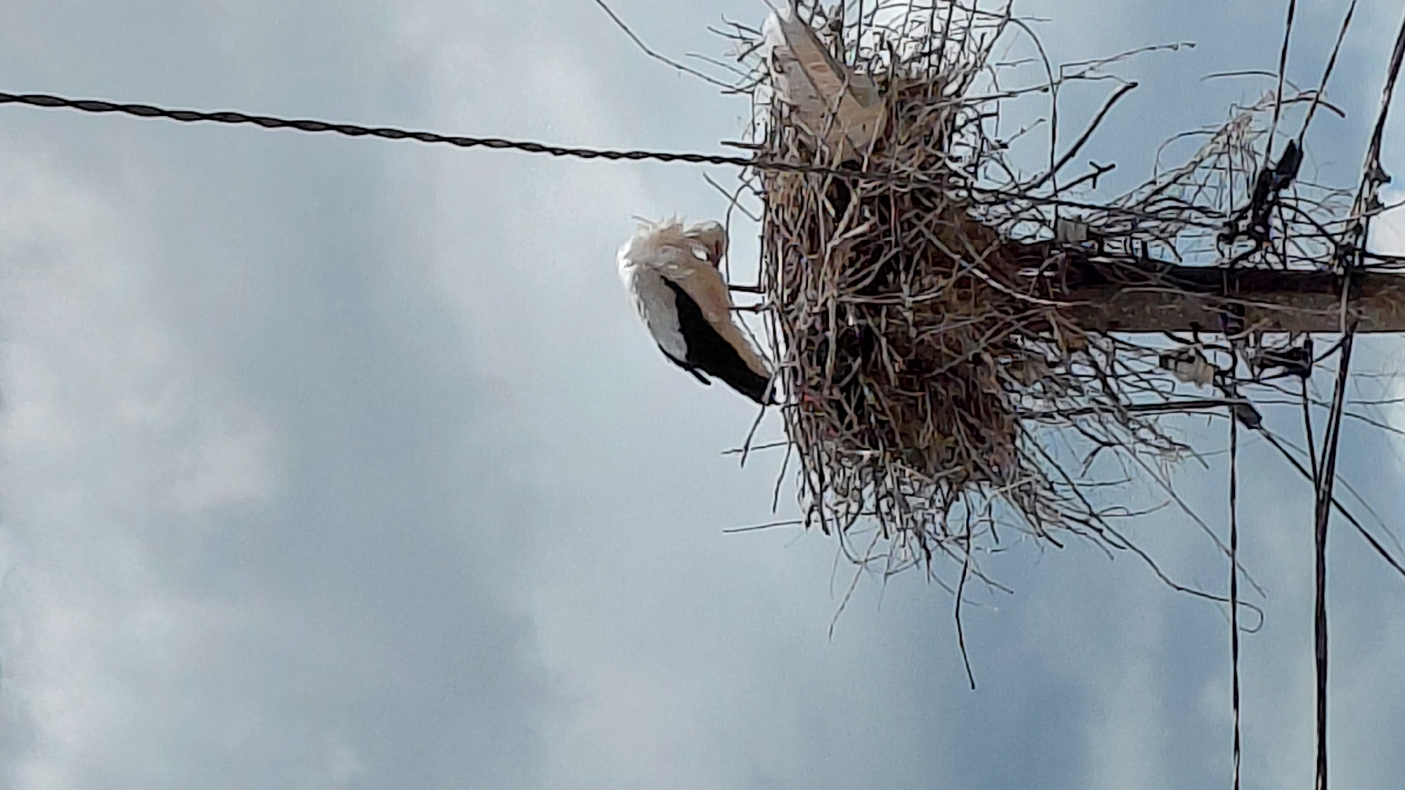 A bird, most likely a stork, is perched at the edge of a nest, which is precariously situated atop what appears to be a utility pole. The pole also carries an electrical wire, and the overall scene is set against a cloudy sky.