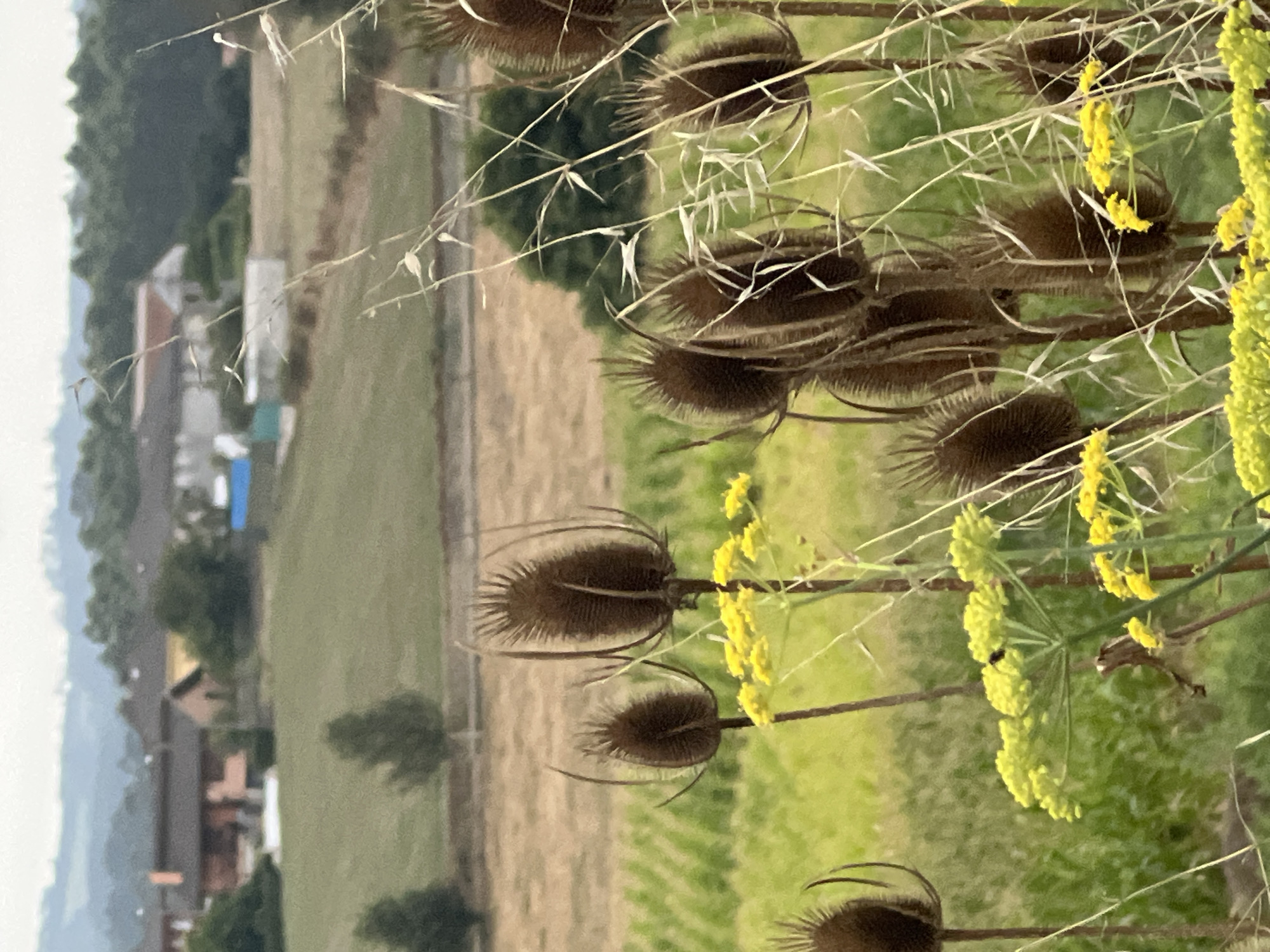 The image shows a close-up of dried teasel seed heads and small yellow flowers in the foreground, with a blurred background of houses and rolling hills in Arzúa, Spain. The teasels are brown and spiky, with some dried grass and stalks scattered around them. The yellow flowers are small and clustered, appearing to be a type of wild herb. The background shows a few residential buildings with reddish-brown roofs, surrounded by green trees and fields. The sky is overcast. The scene suggests a rural or semi-rural setting, likely on the outskirts of the town. There are no people or animals clearly visible. The focus is on the natural elements in the foreground, with the urban landscape serving as a distant backdrop.