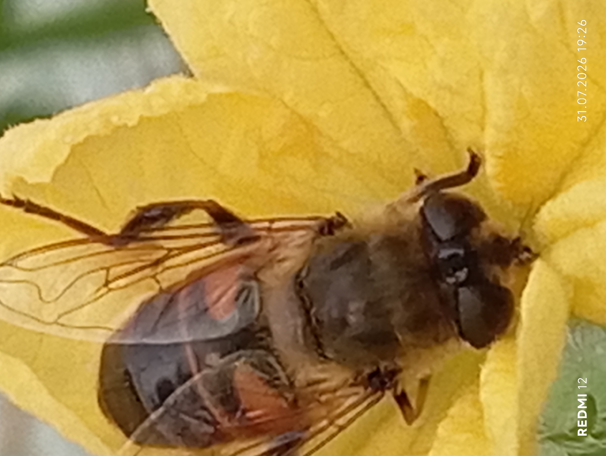 A close-up, overhead shot shows a hoverfly on a yellow flower. The hoverfly is mostly brown with black eyes and transparent wings. It is positioned in the center of the frame, with its head facing downwards. The yellow flower petals are soft and textured, with some areas appearing slightly translucent. The background is blurred, showing hints of green and yellow. The bottom left corner of the image displays "REDMI 12" in white text, and the bottom right corner shows "31.07.2026 19:26" in white text. There are no people or any discernible urban features visible in the image.