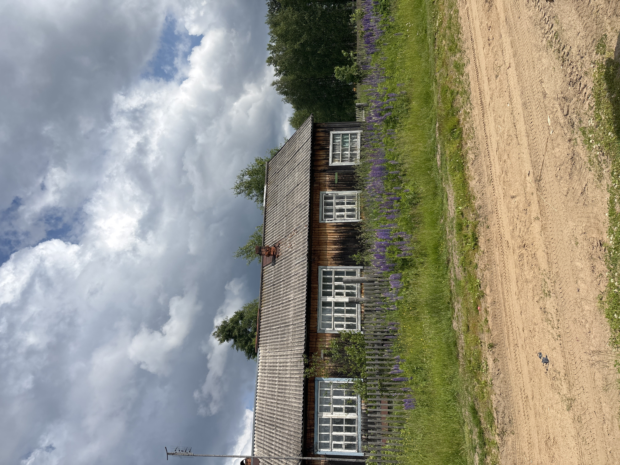 An old, weathered wooden house stands in a rural setting under a dramatic sky filled with large, grey clouds interspersed with patches of blue. The house has a corrugated roof and several multi-paned windows with white frames. A low, dilapidated wooden fence runs along the front of the property, separating the house from a field of tall green grass and numerous purple lupine flowers. A dirt road with visible tire tracks occupies the foreground. To the right of the house, a dense line of green trees forms the background. An antenna is visible on a pole to the left of the house. The overall scene suggests a slightly neglected, rustic, and possibly remote location.