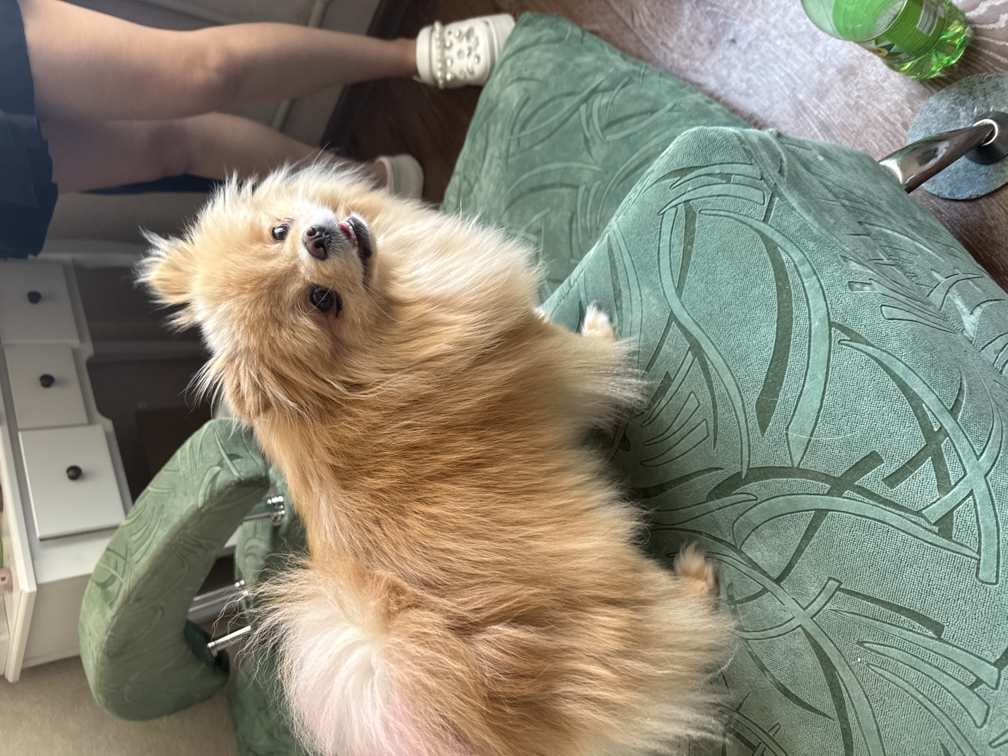 A fluffy, light brown Pomeranian dog stands on a green upholstered sofa with a leaf pattern. The dog is facing the camera and looking to the right, with its tongue slightly out. In the background, a person's legs are visible, wearing a black skirt and white sneakers adorned with pearls. The person is standing in front of a white dresser with dark knobs. The environment appears to be indoors, possibly a home, with a wooden floor. A green plastic bottle of liquid is on the floor to the right of the sofa.