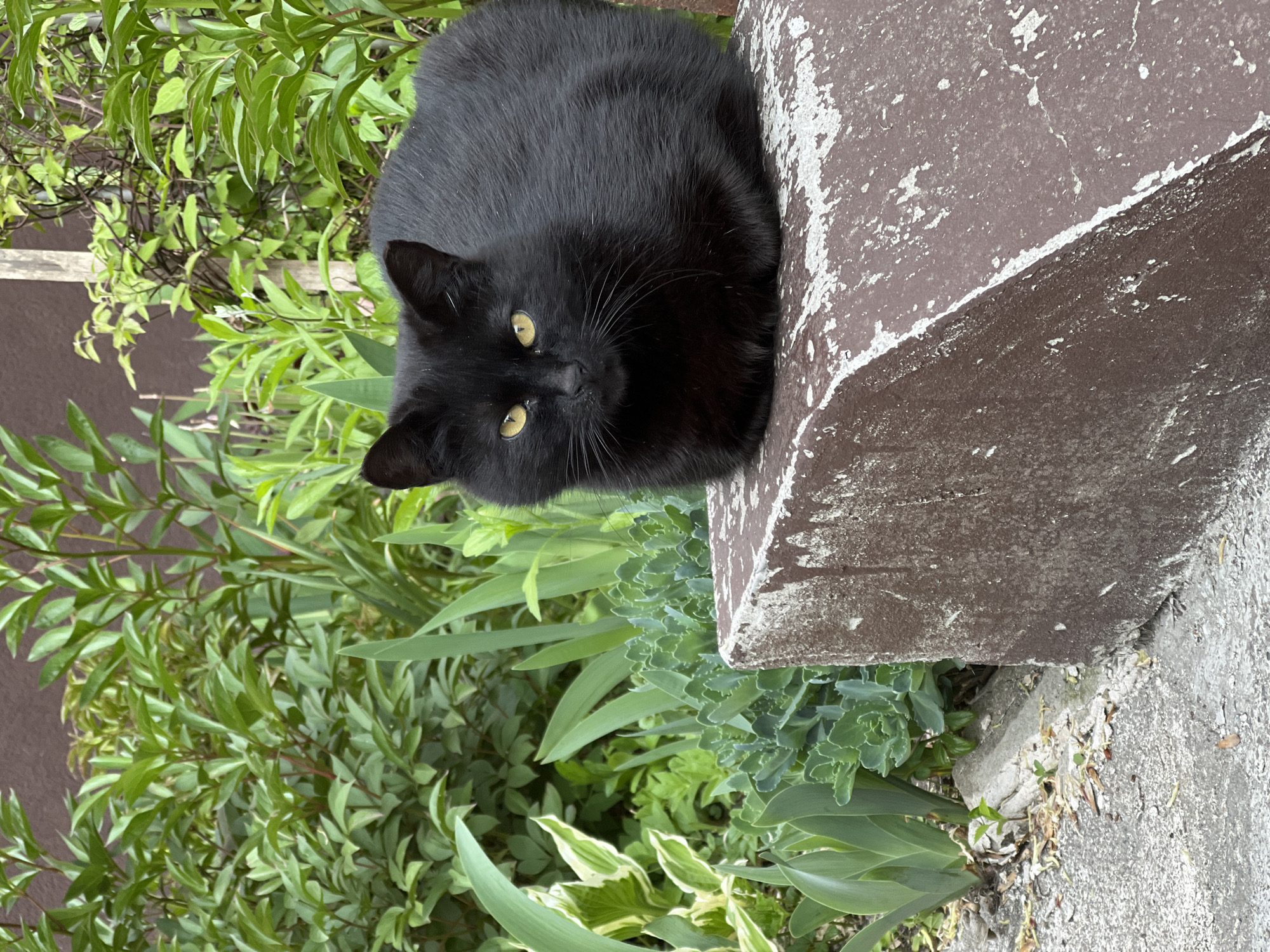 A black cat sits beside a weathered, brown and gray concrete structure amidst lush greenery. The location is in a garden with a wall behind the green plants. The cat has yellow eyes.