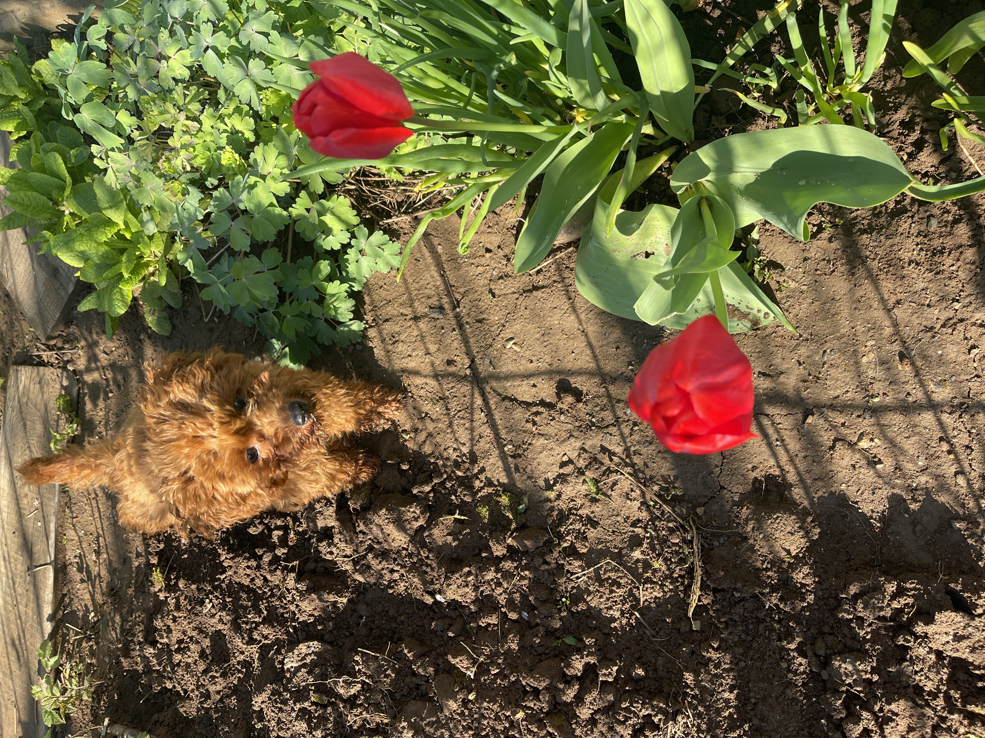 A brown poodle lies on soil near a wooden edge, close to red tulips and green plants. The scene appears to be a garden. The location is presumed to be in Sofia, Bulgaria.