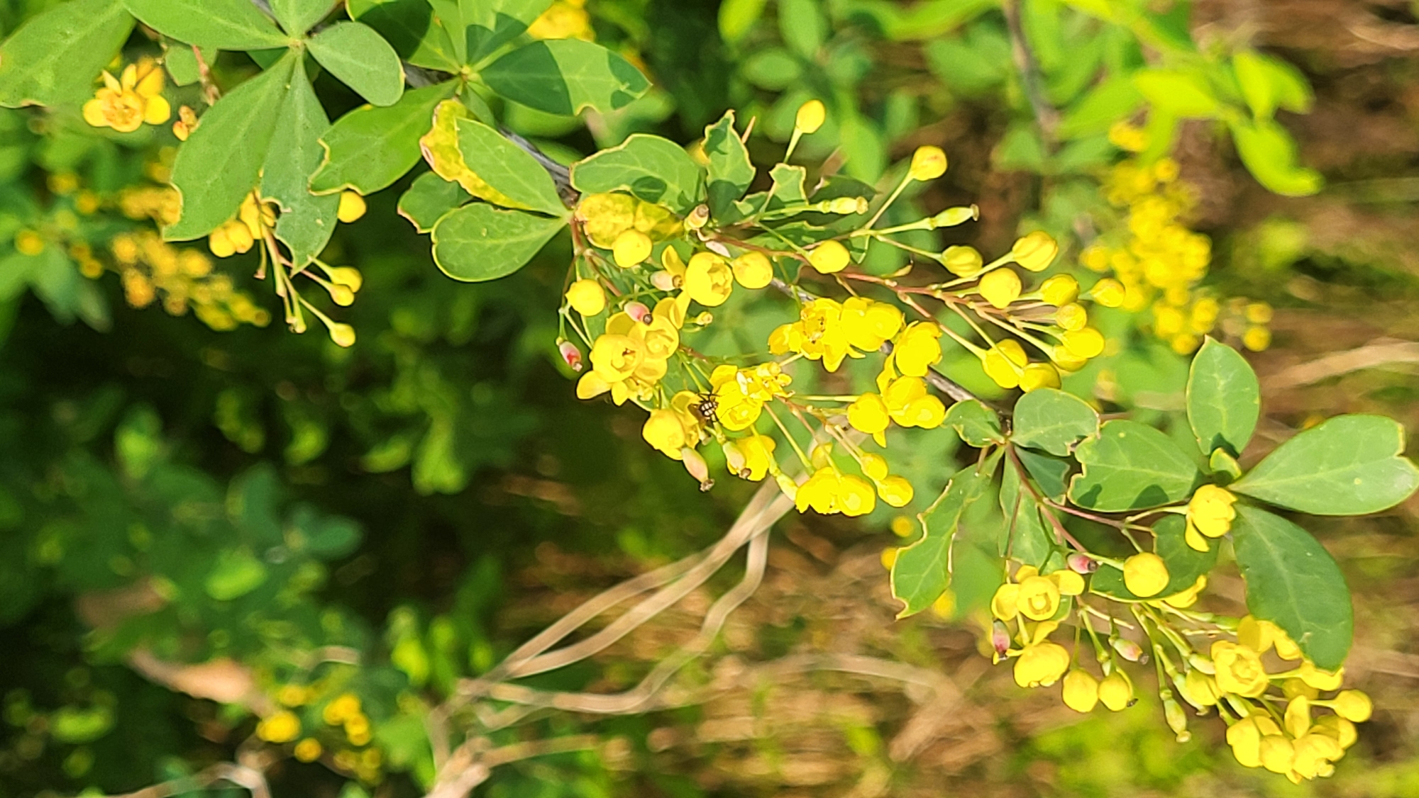 A close-up, outdoor shot depicts a branch of a flowering plant with small, yellow flowers and green leaves. Some leaves have edges that appear to have been eaten away. A small insect is visible on one of the flowers. The background is blurred, showing more greenery. The location is presumably Haini, India, but there is no inherent information to confirm this.