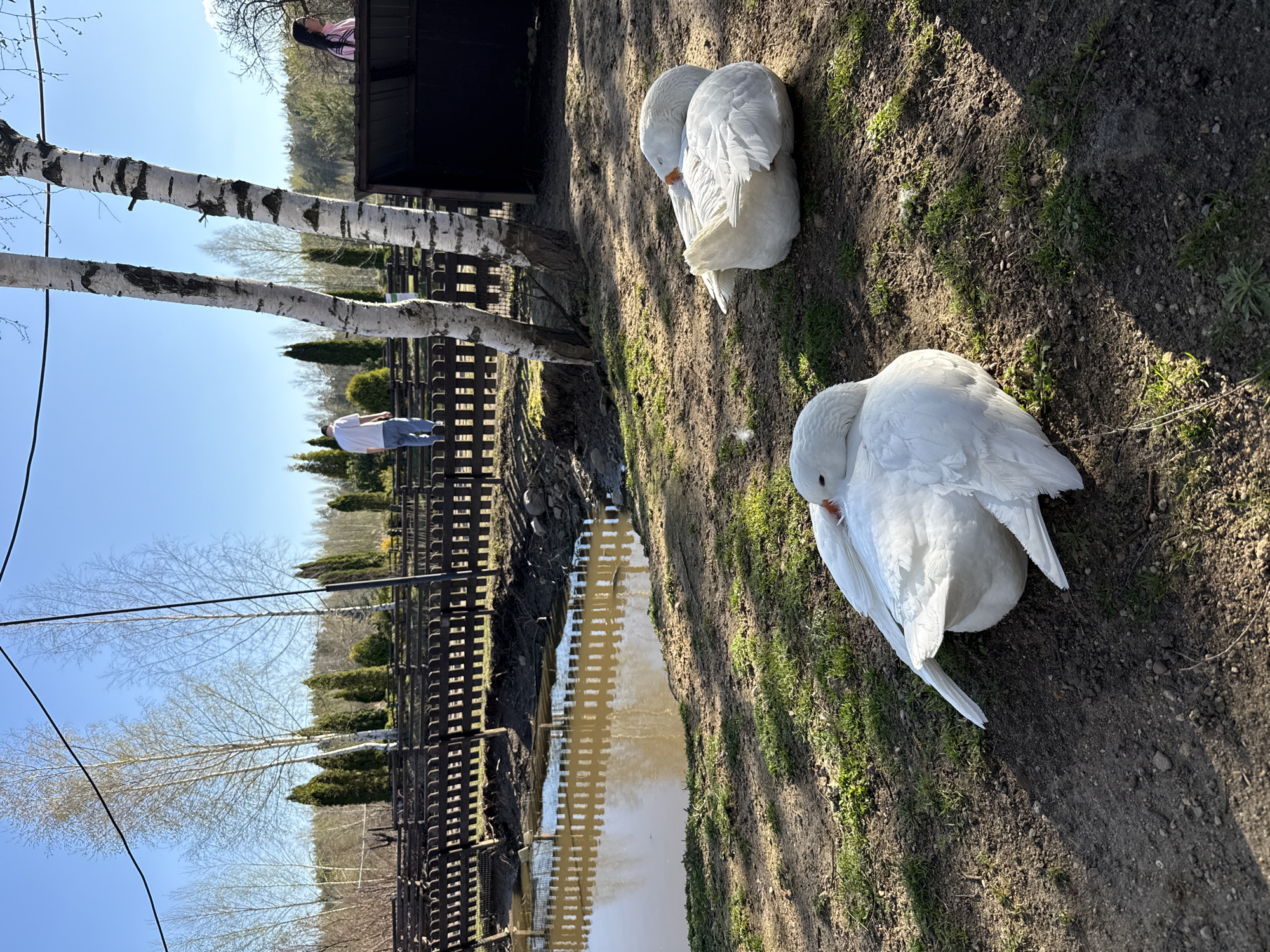 Two white geese are resting on the ground. Behind them, there's a body of water and a wooden fence. In the background, there are trees and a building. In the distance, a person is visible. The sky is clear and blue.