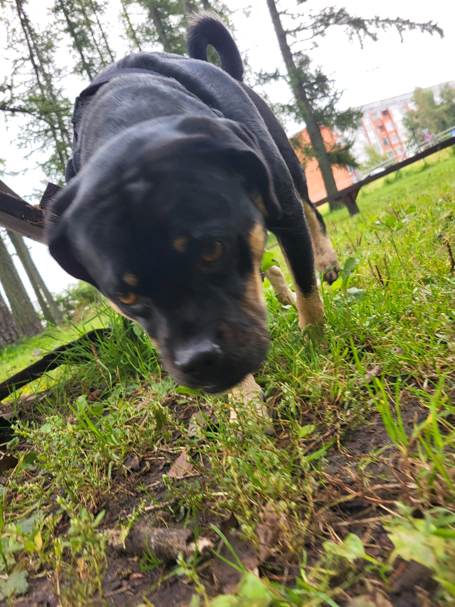 The image shows a low-angle, close-up shot of a black and tan dog with its head bowed and looking towards the camera. The dog is on a patch of grass, with its front paws and legs visible in the foreground. The background consists of trees, a wooden bench, and a building in the distance. The environment appears to be an outdoor area, possibly a park or a backyard, in the city of Jelgava, Latvia. The lighting suggests it is daytime, likely overcast. No people are visible in the image.