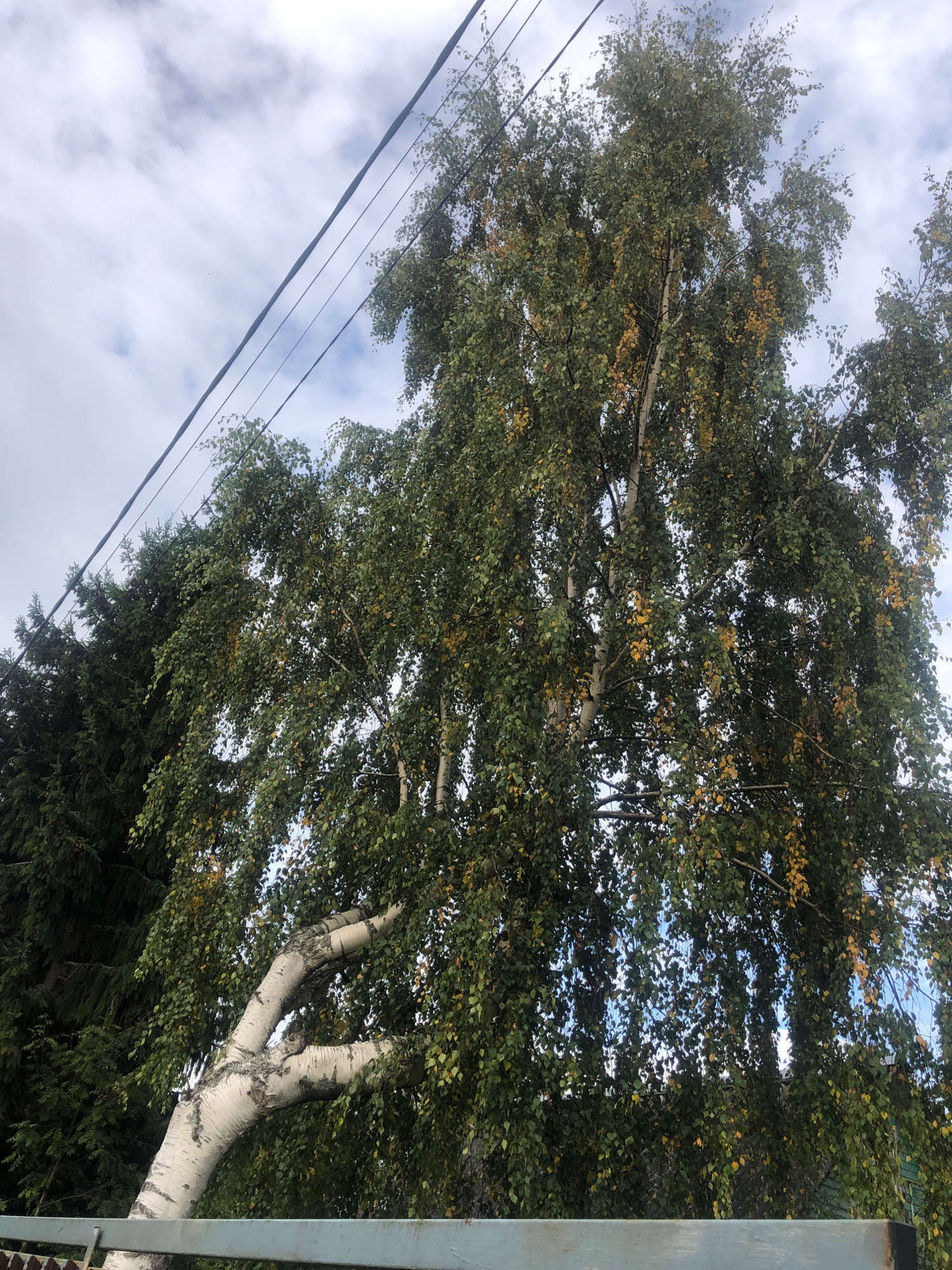 In the city of Нева-2 Снт, Russia, a large birch tree with green and yellowing leaves dominates the frame, its branches arching downwards. To the left, a dark green evergreen tree stands tall. Above the trees, power lines are strung across a cloudy sky. In the foreground, a light blue metal fence is visible. The overall scene suggests an outdoor, possibly residential, setting during the autumn season.