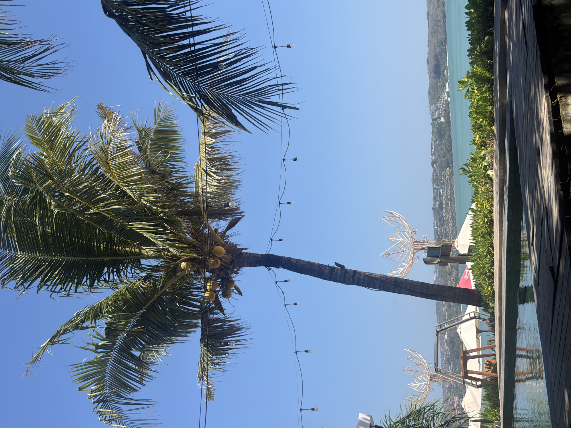 This image shows a tropical scene in Kuta, Indonesia, with a focus on a palm tree. The palm tree, laden with coconuts, stands tall against a clear blue sky. String lights are draped across the scene, suggesting an outdoor dining or relaxation area. In the background, there is a body of water, likely the ocean, with a distant coastline dotted with buildings. The foreground features a swimming pool and a wooden deck. Several beach umbrellas and decorative structures with lotus-like designs are also visible. The overall impression is one of a serene and picturesque tropical resort.