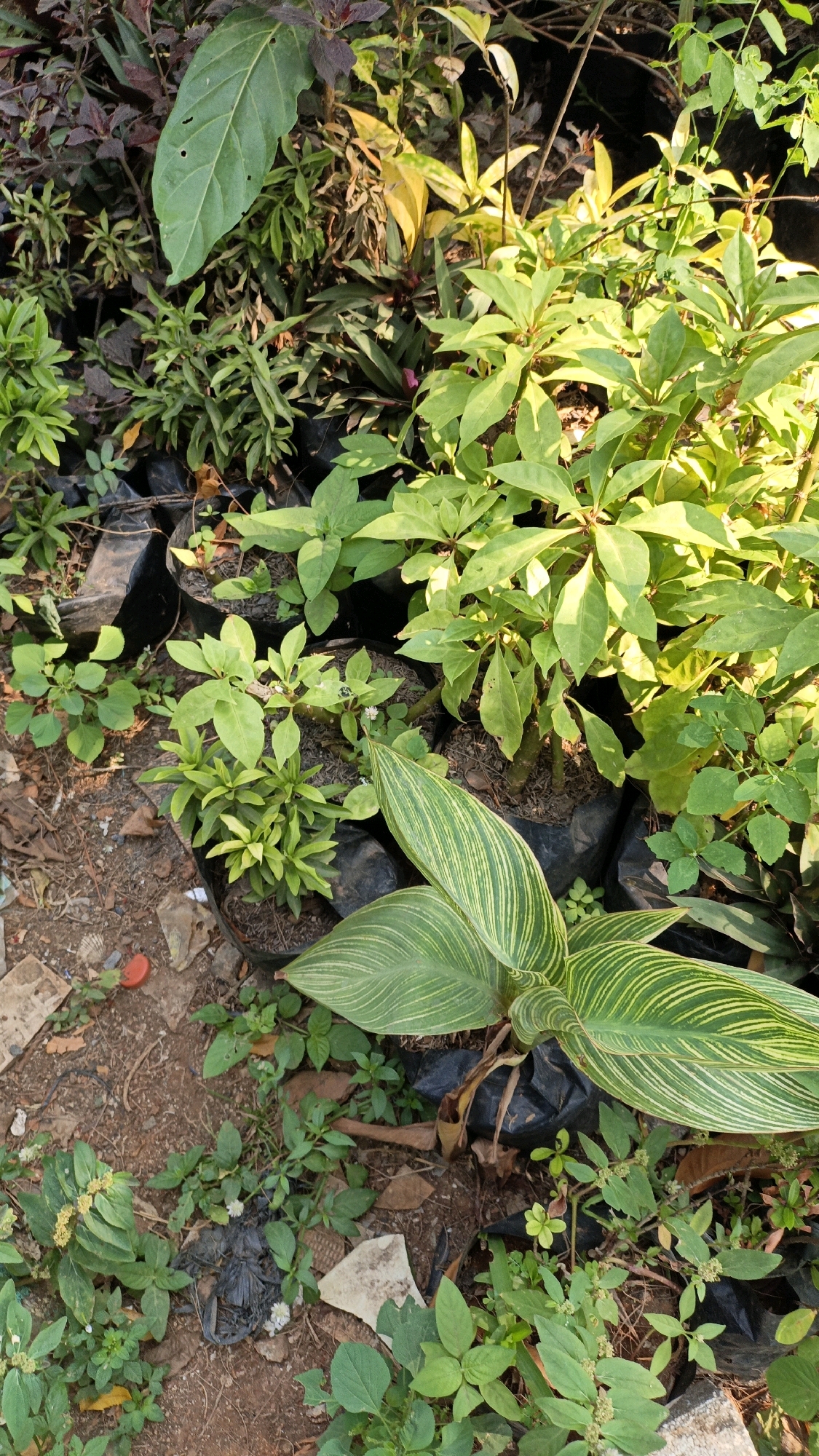 The image depicts an outdoor scene featuring a variety of potted plants. The plants are arranged in black plastic bags, and many are in various stages of growth. Some plants have lush green foliage, while others exhibit shades of yellow and darker reddish-purple leaves. One prominent plant in the foreground has large, variegated leaves with distinct green and yellow stripes. The ground is covered with dry soil, scattered leaves, and some debris, including plastic fragments and what appears to be a red plastic cap. The lighting suggests it is daytime, with sunlight casting shadows and highlighting the greenery. The setting appears to be a garden or nursery, possibly in a residential area or small business. The image does not contain any people or discernible activity. The geographical reference to Cikal, Indonesia, suggests this scene is situated within that locality.