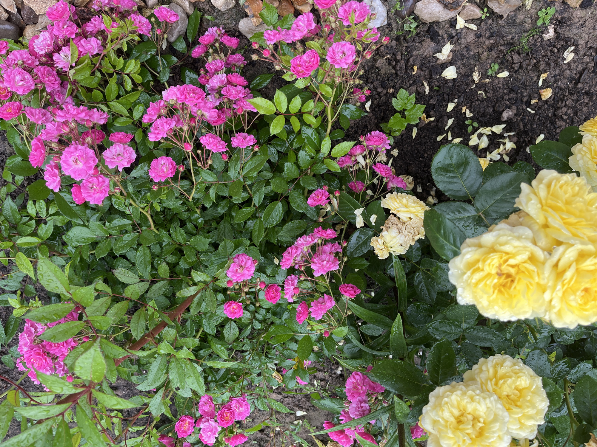 This is an overhead shot of a garden bed with roses in Otyakovo, Russia. There are two types of roses prominently displayed: a cluster of small, bright pink roses with multiple blooms and a few larger, yellow roses with fuller petals. The foliage is lush and green, with many leaves showing water droplets, suggesting recent rain. The ground beneath the plants is dark soil with scattered pebbles and fallen rose petals. A few dried, pale yellow rose blooms are also visible. The scene is natural and appears to be outdoors in a residential garden.