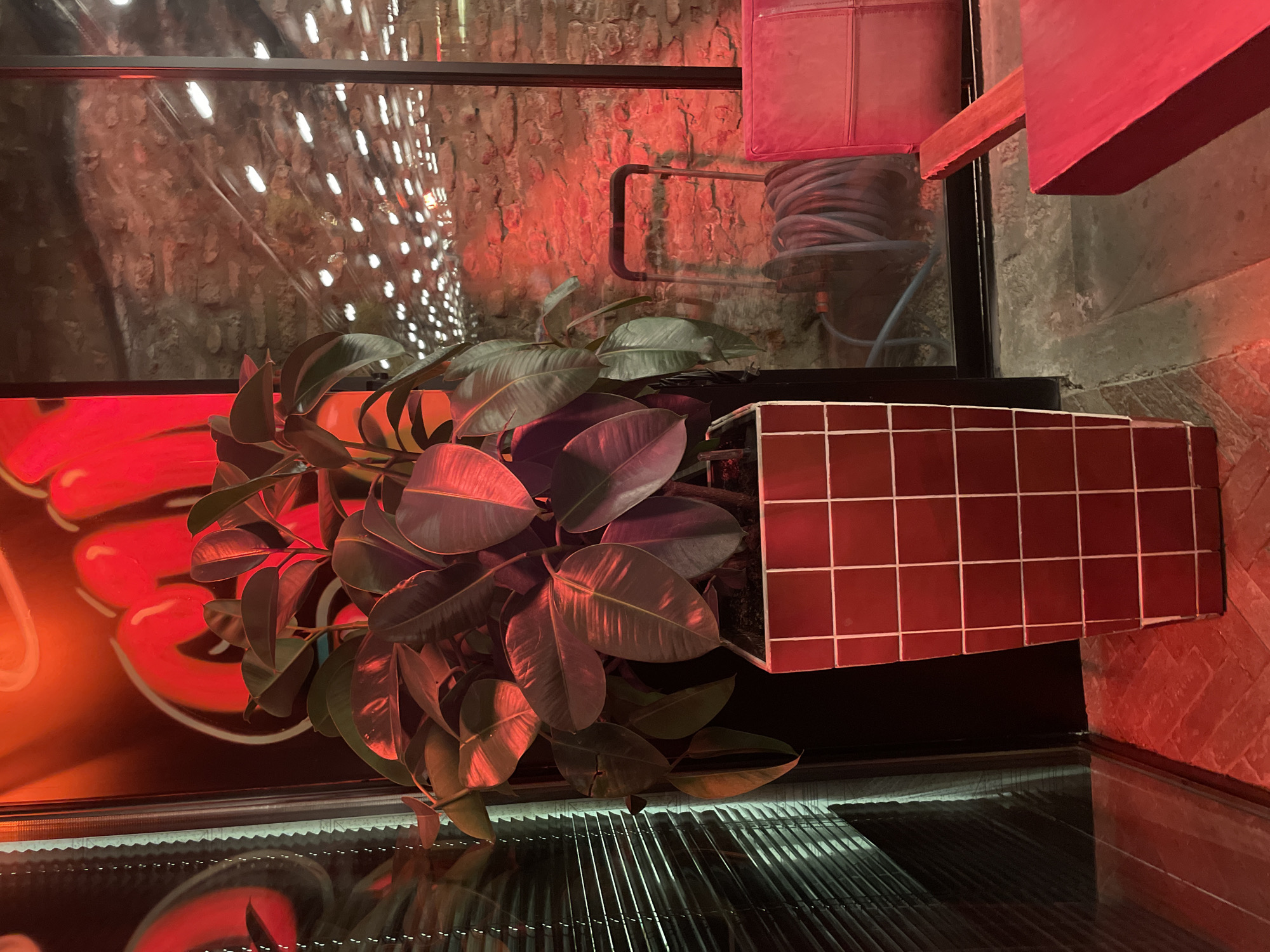 The image shows a potted plant with large, dark green leaves, likely a rubber plant, set in a red tiled planter. It's placed within an enclosed space, possibly a window display or a terrarium-like setup. The background includes a brick wall illuminated with red light and what appears to be a graffiti-style art piece with red and white elements, possibly a representation of lips. A coiled hose is also visible. The reflective surface at the bottom suggests a wet or polished surface. The location is potentially in Tbilisi, Georgia, as the image request specifies.