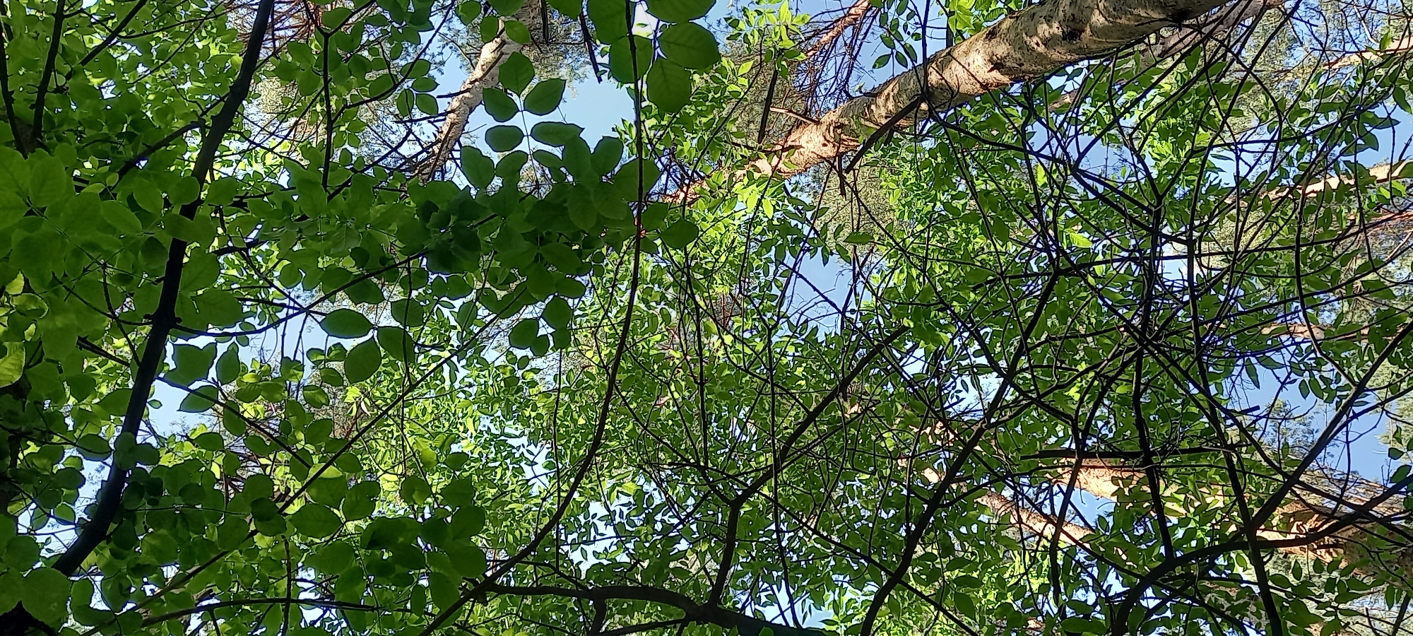 The image shows a view looking up through a dense canopy of green leaves and branches towards the sky. There is a birch tree trunk visible among the leaves, and patches of blue sky are visible through the foliage. The scene appears to be taken in a wooded area. The location given is Izhevsk, Russia.
