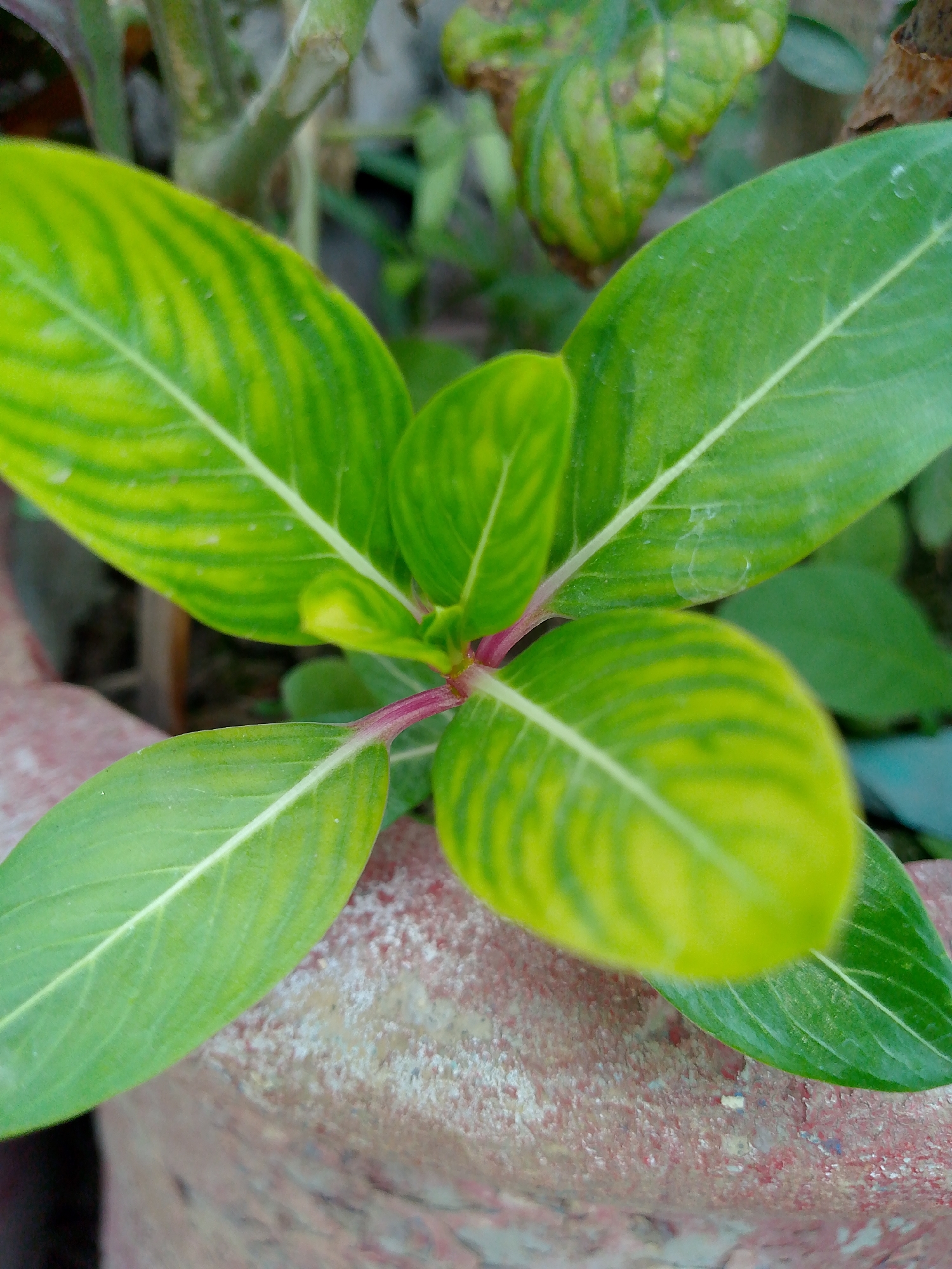 A close-up, eye-level, outdoor shot focuses on the vibrant green and yellow leaves of a plant. The leaves are arranged in a spiral pattern around a central stem that has a reddish hue. The leaves are elongated with pointed tips and prominent white veins. The texture of the leaves appears smooth with a slight sheen. Some leaves exhibit a variegation pattern with alternating stripes of bright green and yellow. In the foreground, the textured surface of a reddish-brown pot is visible, its surface appearing rough and slightly worn. The background is blurred, showing more greenery and hints of other plant parts, suggesting a garden or natural setting. The lighting is soft, highlighting the colors and textures of the plant.