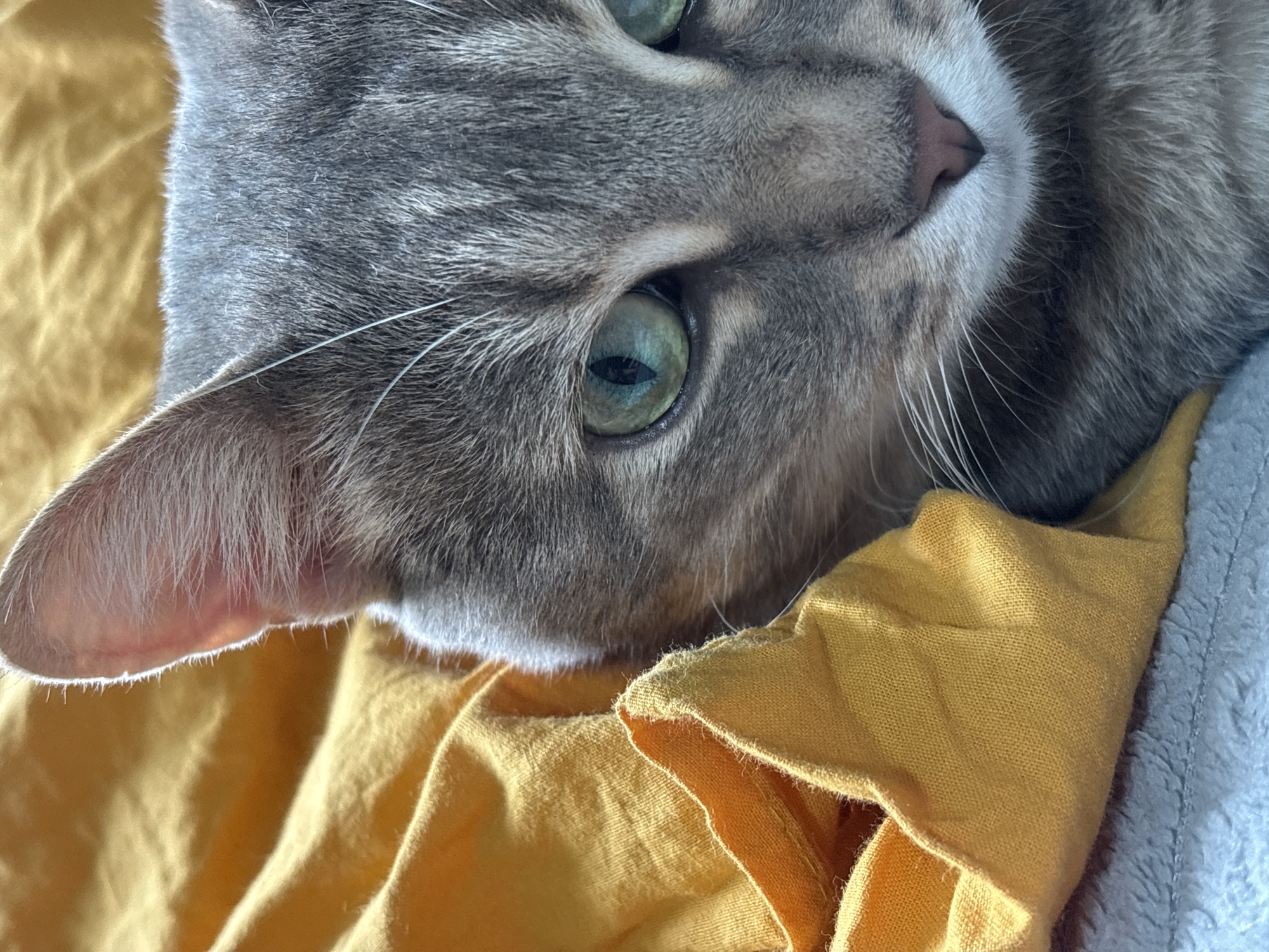 A close-up shot focuses on a grey tabby cat resting on a yellow fabric. The cat is lying on its side with its head tilted, displaying its green eyes, pink nose, and whiskers. The cat's ear is visible in the left part of the frame. The yellow fabric appears crumpled, with a light blue fabric also partially visible near the right edge. There is no indication of the location being in Мещёры, Russia or any discernible human presence or interaction within the frame.