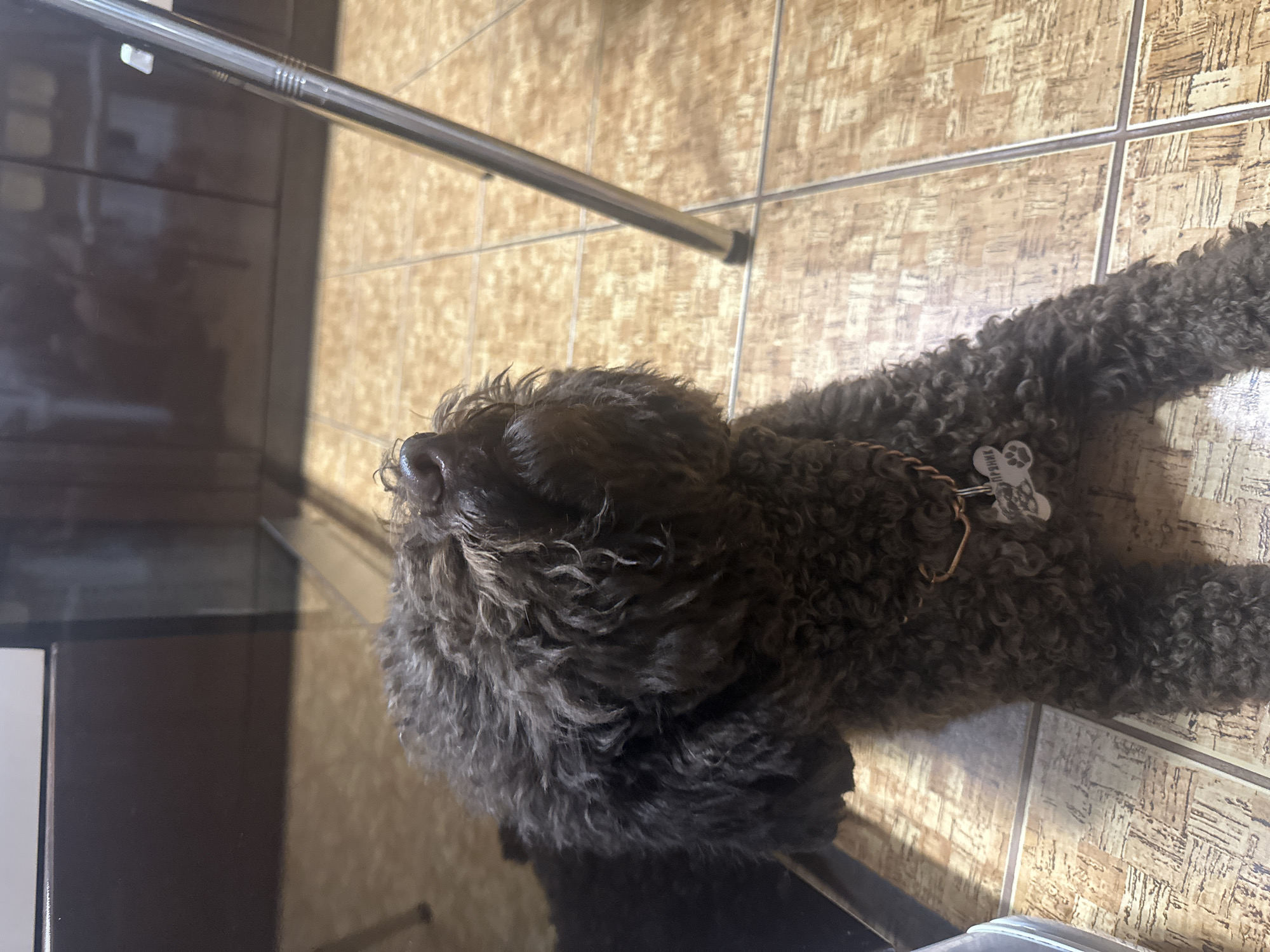 A brown poodle with curly fur is lying on a tiled floor, looking upwards. A metal chair leg is visible to the right of the dog. The background appears to be a kitchen with dark cabinets. A dog tag with Cyrillic text is visible on the dog's collar. The location is Sayanogorsk, Russia.