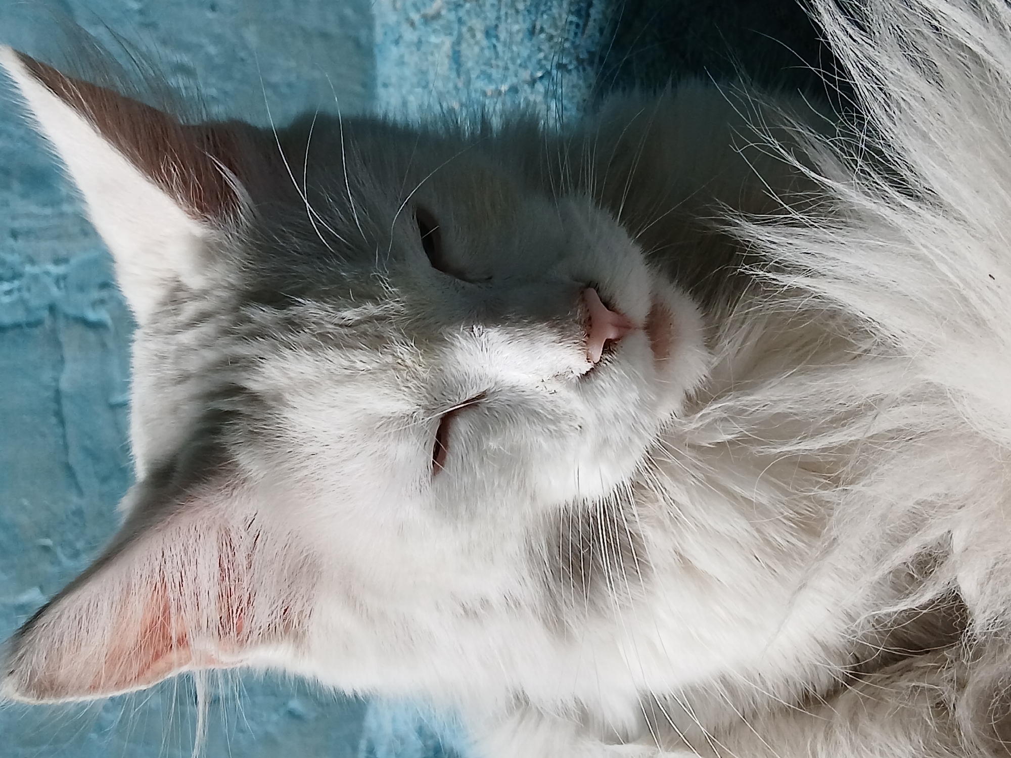 A close-up photograph features a white cat lying on a blue surface. The cat is positioned on its side, with its head facing the left side of the frame. Its eyes are closed, and its pink nose is slightly angled upward. The cat's white fur is long and fluffy, particularly around its neck and tail. The background consists of an undetailed blue surface. The location and city are unknown.