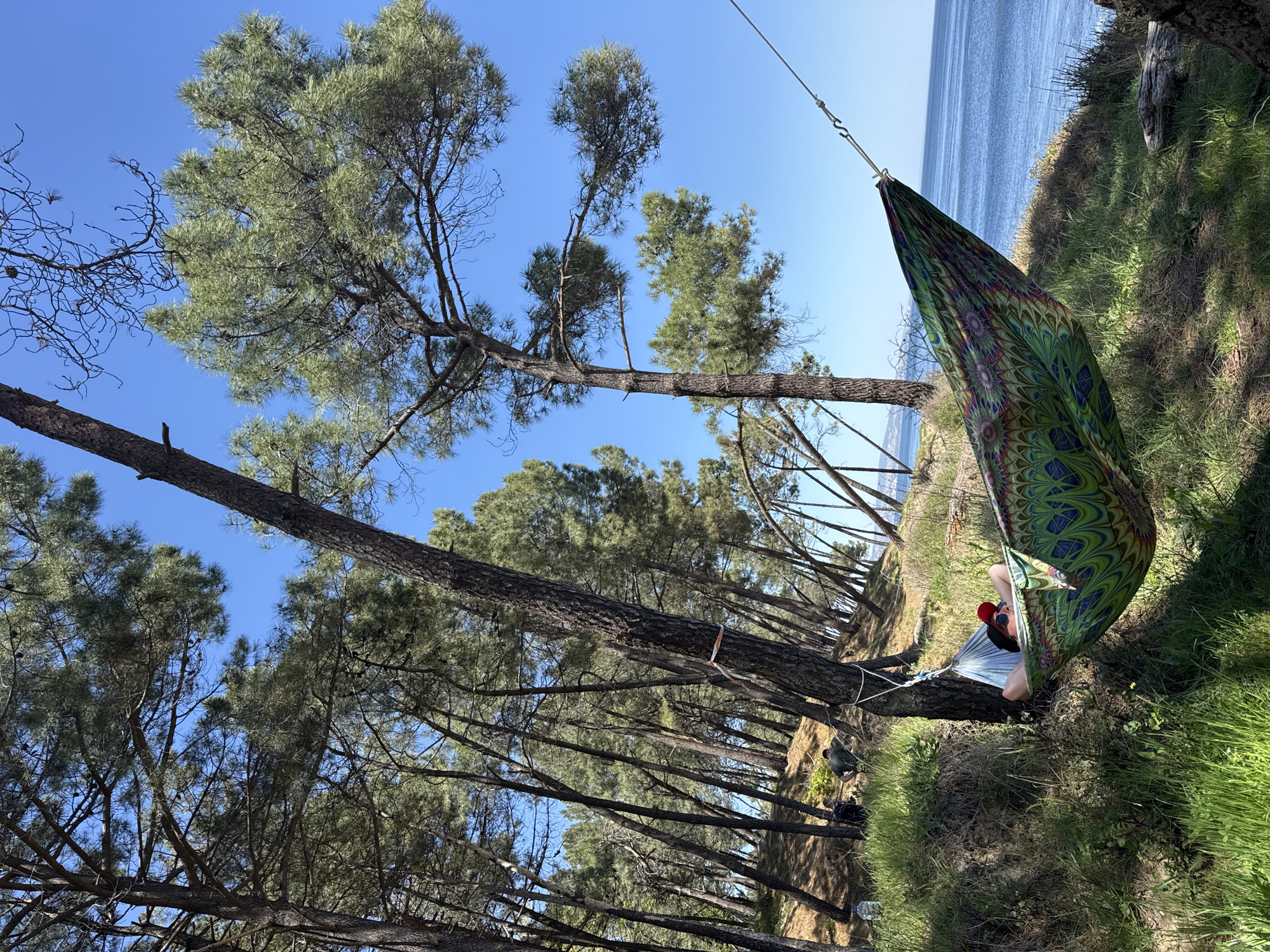 A person lies in a colorful hammock suspended between trees in a forest. The scene is captured at a low angle, highlighting the height of the trees and the clear blue sky above. In the background, the blue water of what appears to be the sea is visible through the trees. The location is likely near Varna, Bulgaria, based on the pine tree species common in that area, and the presence of a coastline. The person in the hammock wears a red hat and sunglasses. The hammock is strung up over what looks like a cliff.