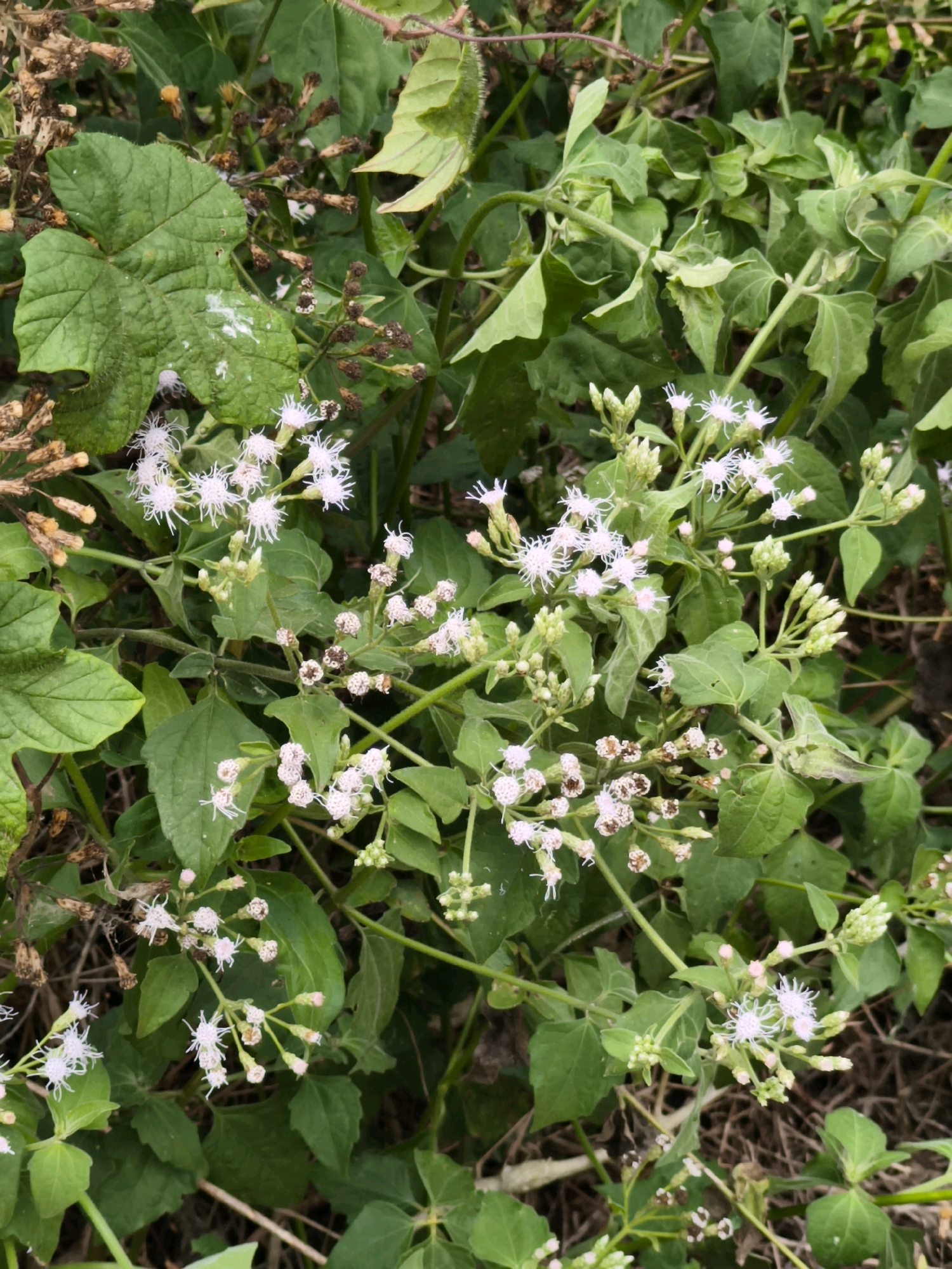 This is a close-up, eye-level, outdoor, full shot of a patch of plants with small white flowers and green leaves, likely taken in Kalipucang, Indonesia. The plants are dense and sprawling, with some dried brown stalks intermingled. The focus is on the delicate, star-shaped white flowers, which are clustered on thin green stems. Some flower buds are also visible, appearing as small, pale pink or white knobs. The leaves are ovate to heart-shaped with serrated edges and are a vibrant green, though some show signs of wilting or damage. The background is a blur of more foliage and what appears to be dry earth or leaf litter. There are no people or animals present in the scene.