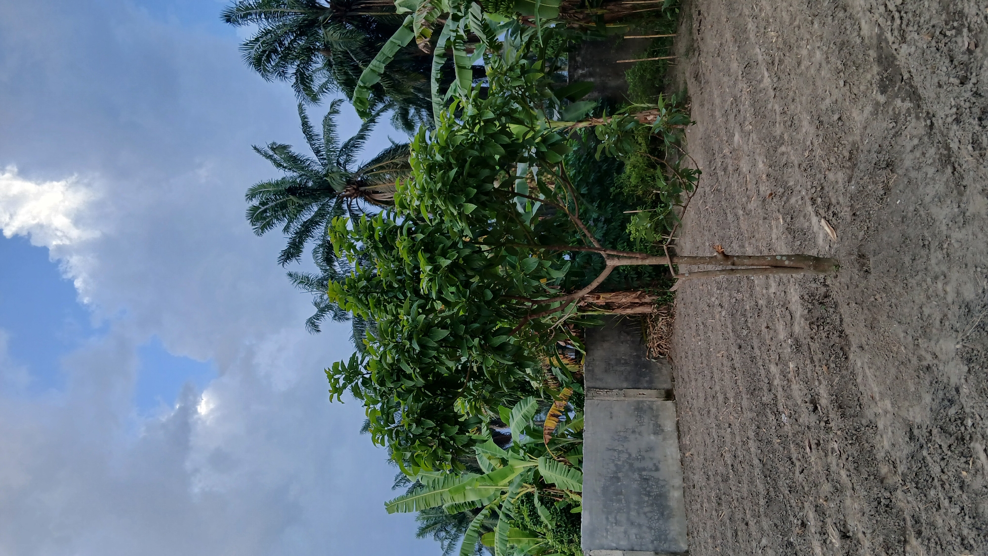 The image depicts an outdoor scene in Klambir Lima Kebun, Indonesia, featuring a young tree with green foliage in the foreground. The tree stands in a plot of tilled earth with visible furrows. Behind the tree, a low, grey concrete wall runs horizontally across the frame. Beyond the wall, a dense arrangement of banana trees and palm trees can be observed. The sky above is partly cloudy, with patches of blue sky visible through the clouds, suggesting daylight. The overall environment appears to be rural or agricultural. There are no people or animals visible in the image.