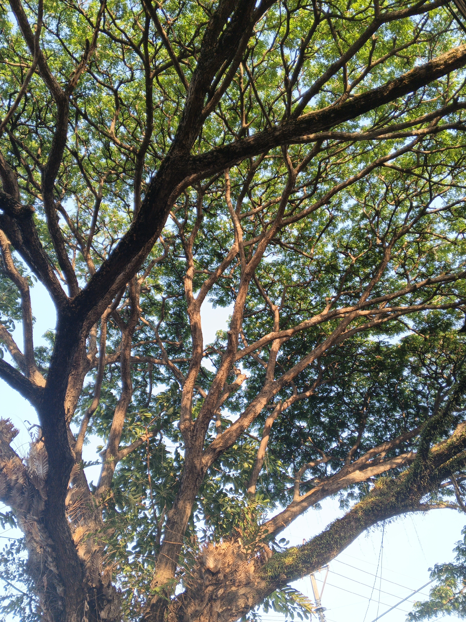 The image shows the canopy of a large tree with numerous branches and green leaves, viewed from below against a clear blue sky. The trunk of the tree is thick and textured, with some areas appearing mossy or overgrown with epiphytes. Sunlight filters through the leaves, creating a dappled effect. The scene suggests an outdoor environment, likely a park or a street lined with trees. There are no people or specific landmarks visible that would definitively place it in North Kuta, Indonesia, though the presence of a utility pole with wires in the lower right corner indicates an urban or suburban setting. The overall impression is one of natural beauty and the grandeur of a mature tree.