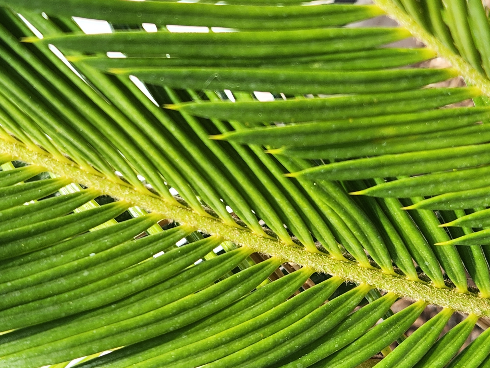 The image is a close-up, macro photograph of a vibrantly green palm frond. The frond displays a central stem with numerous thin, elongated leaflets fanning out on either side. The leaflets are a rich, saturated green, with some appearing slightly lighter or darker due to the play of light and shadow. Tiny water droplets or imperfections are visible on the surface of some leaflets, adding texture. The central stem is covered in a fine, fuzzy, yellowish-green material. The background is largely out of focus, showing hints of white and darker, indistinct shapes, suggesting an outdoor environment with bright light and some foliage. There are no people, animals, or man-made objects visible in the image, and therefore no specific location within Maitland, United States of America can be determined from the visual information provided.