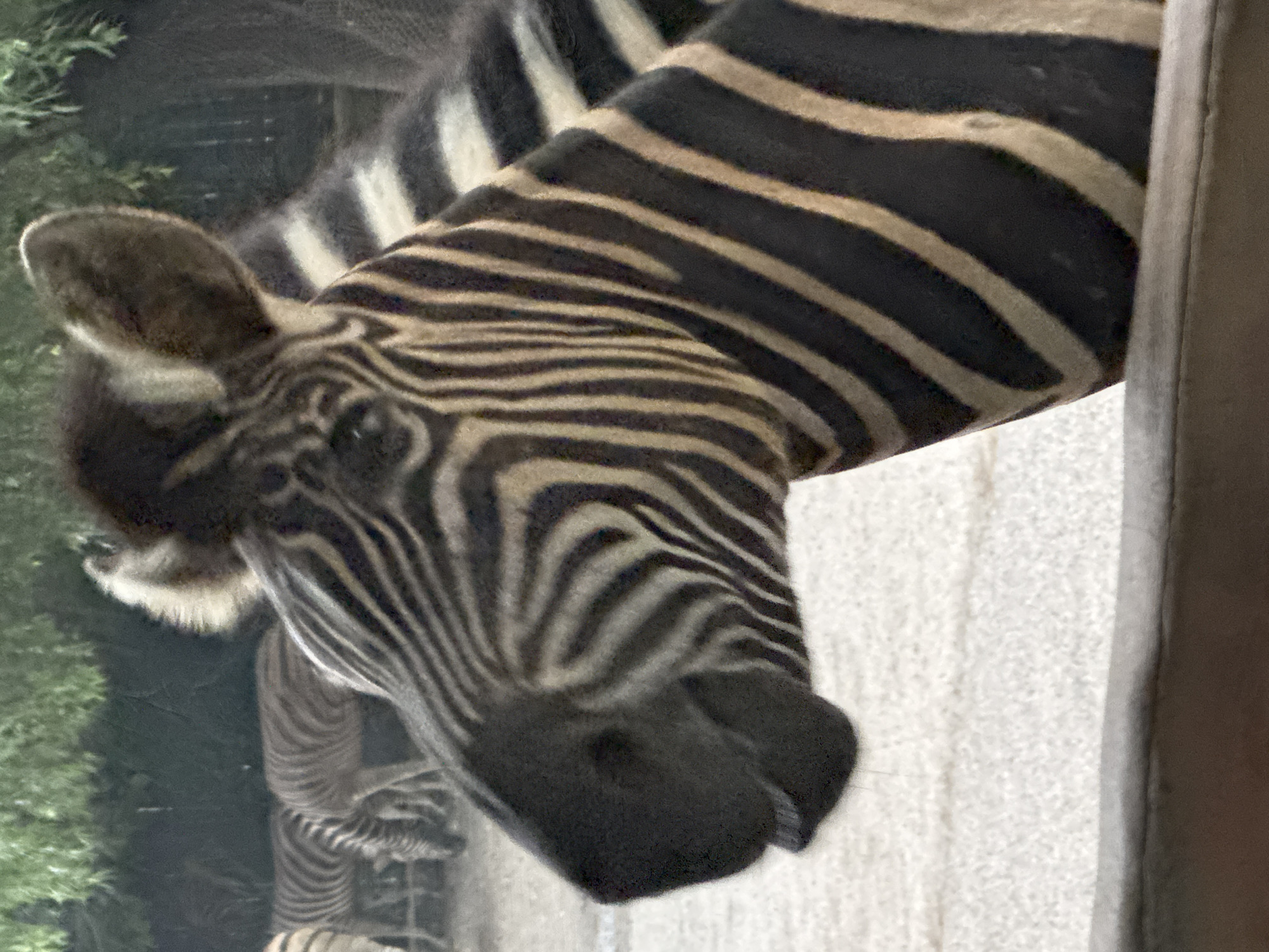 In an outdoor enclosure, a close-up shot captures a zebra's head and partial body. The zebra's mouth is slightly open, revealing its lower lip. Behind the primary subject, other zebras are visible in the background, with some grazing. The environment appears to be a zoo or wildlife park, with elements suggesting a naturalistic habitat. The image is composed in portrait orientation and focuses on the detailed black and white stripes of the zebra. The location in Pudong, China is not discernible from the visual information provided.