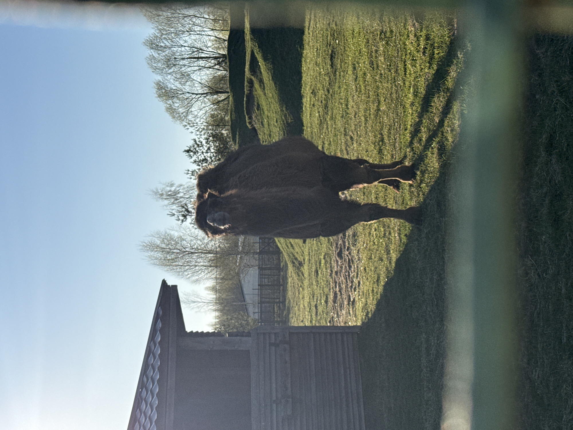 A camel stands on a grassy area in Rusanovo, Russia. The sky is blue with some trees in the background. A small shed is on the left. A blurry fence runs vertically on the right.