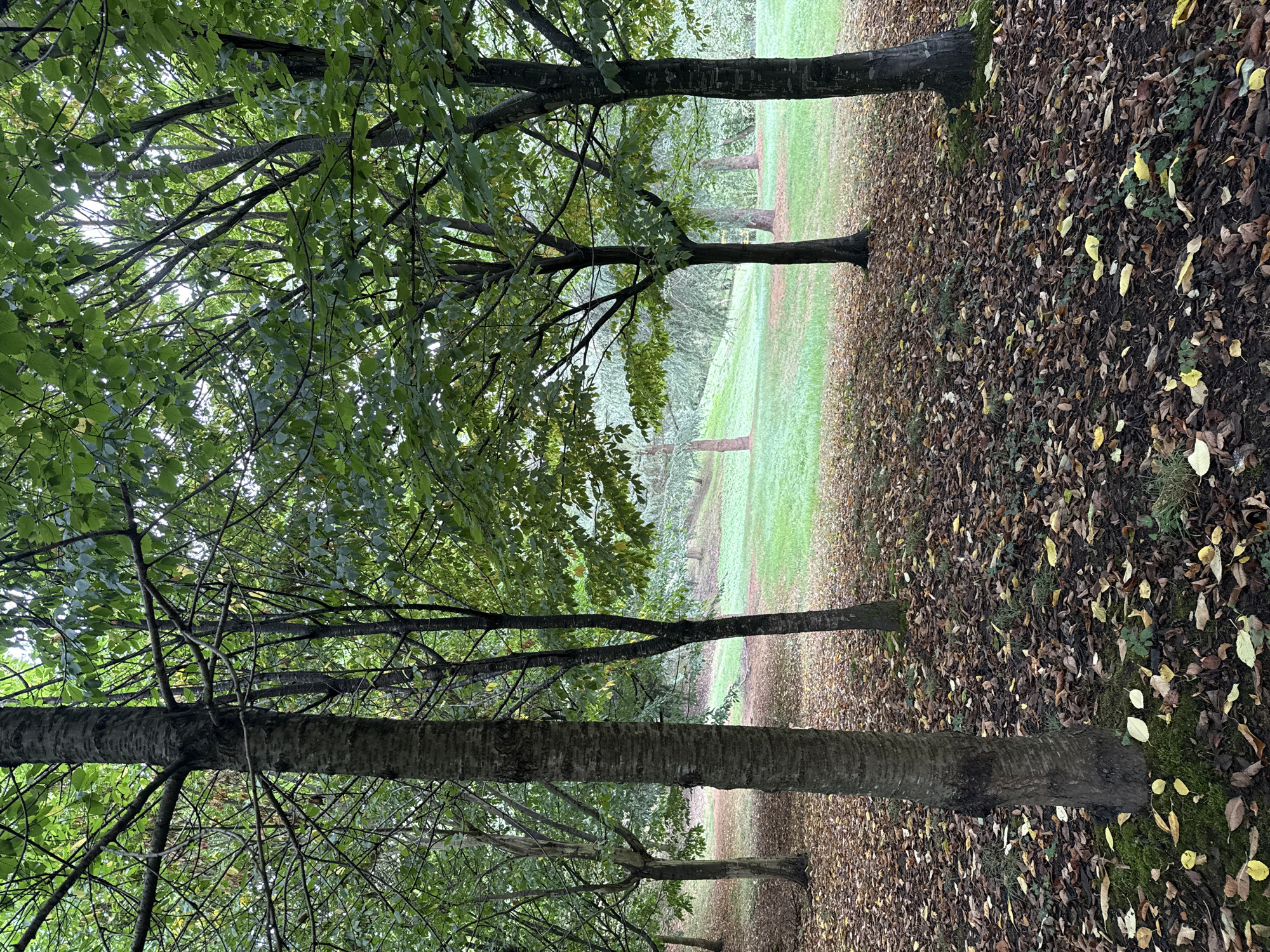 This image depicts a park scene with a focus on trees and fallen leaves, suggesting an autumn setting. The foreground is dominated by the base of several trees, with their trunks partially visible. The ground is covered in a thick layer of brown and yellow leaves, with patches of green moss and grass interspersed. In the middle ground, more trees stand amidst a gently sloping grassy area. The background reveals a further expanse of trees and greenery, with the overall impression being one of a natural, tranquil environment. There are no people or animals visible in the image. The scene is likely located in a temperate climate, consistent with the city of Oviedo, Spain, known for its numerous parks and green spaces.
