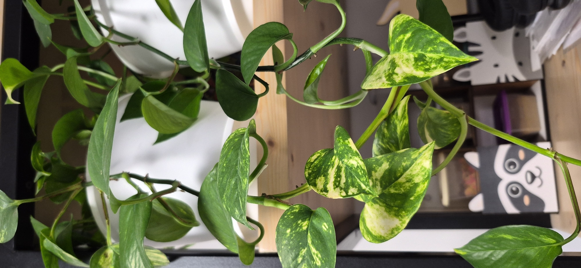 The image shows a close-up view of green pothos plants with variegated leaves, some of which are yellow and green. The plants are in white pots and are arranged on wooden shelves. In the background, there are some blurred objects, including what appears to be a child's drawing of a raccoon and a zebra. The overall scene suggests an indoor setting, possibly a home or a greenhouse. There is no information in the image to suggest it is located in Ussurijsk, Russia.