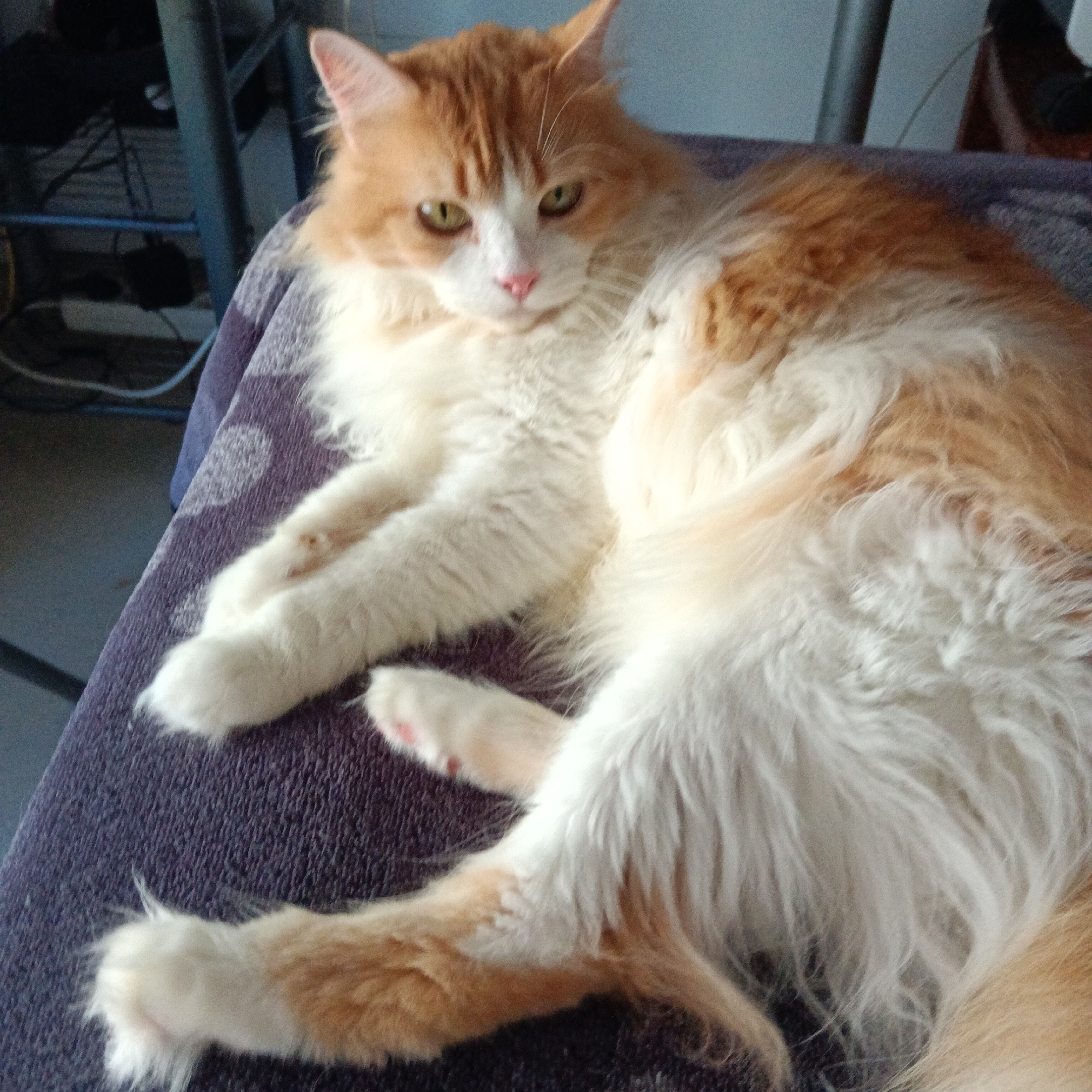An orange and white long-haired cat lies on a purple textured surface. The cat is facing the camera, with its head tilted slightly and its gaze directed forward. Its eyes are green, and its nose is pink. The cat's front paws are resting on its chest, and its body is curled to the side. The background is out of focus and appears to be an indoor setting with some shelving units visible. The image does not provide any information about a location in Oliva, Spain.