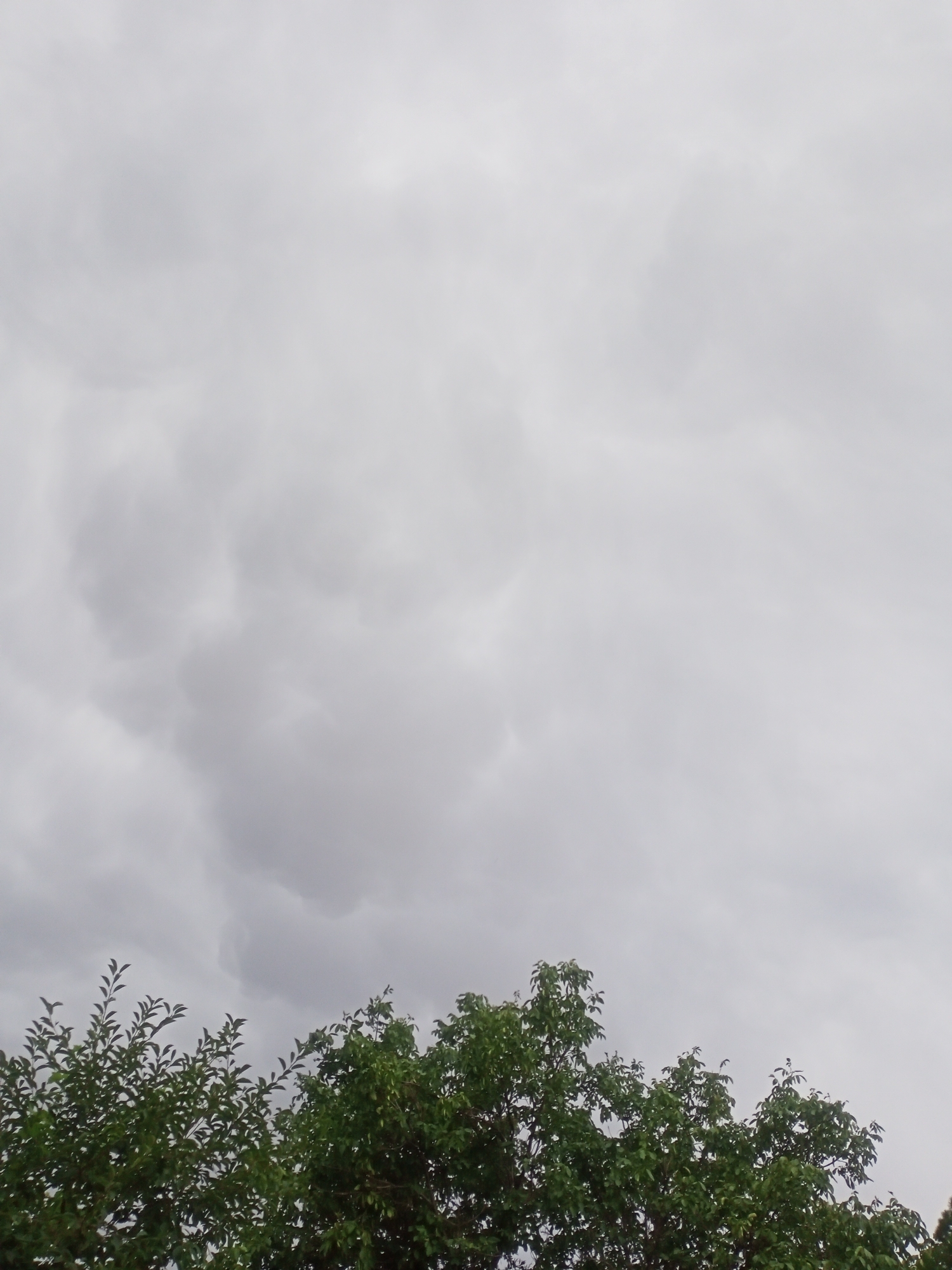 The image shows a portion of the sky with clouds and the tops of green trees against a cloudy, overcast sky. The clouds appear heavy and gray, suggesting a possibility of rain. The trees are lush and green, with their branches extending upwards towards the sky. The scene is captured from a low angle, looking up at the sky and trees. The location is identified as Sokuluk, Kyrgyzstan. There are no people or specific actions depicted in the image. The environment is natural, with trees and sky as the primary elements.