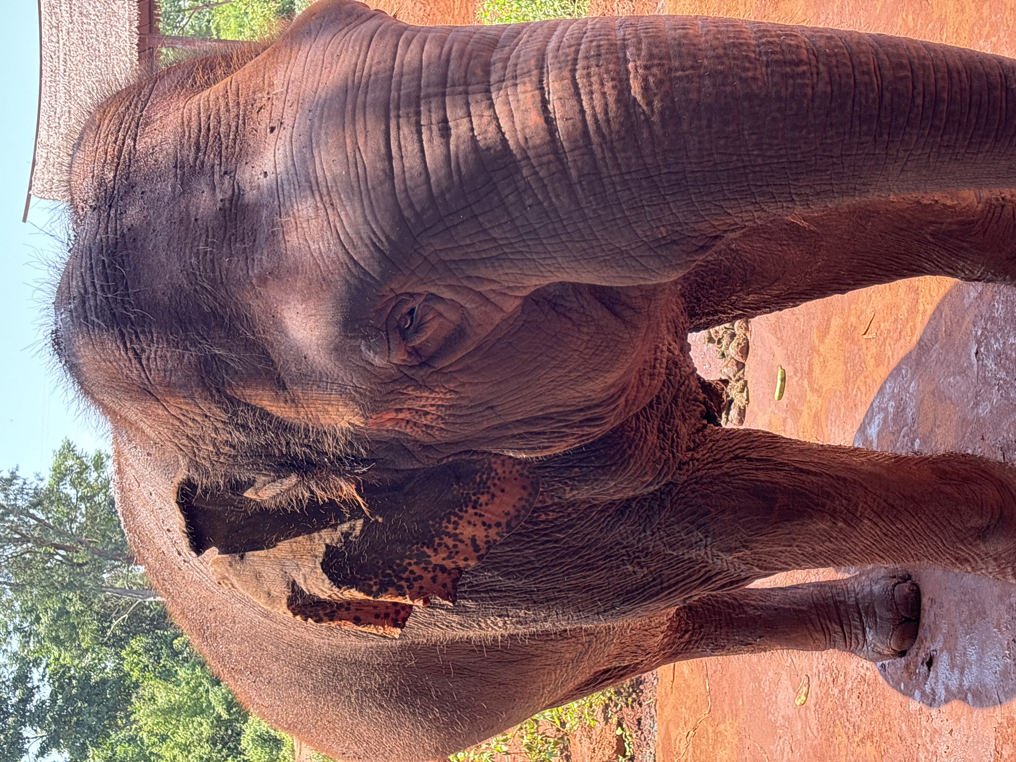 The image shows an elephant standing on reddish-brown ground. The elephant is facing towards the viewer and is partially obscured by shadows. Its skin is wrinkled and thick, with sparse hair visible on its head and body. The elephant's left ear is visible, with dark spots on a pinkish background. In the background, there are trees and a thatched roof structure. The ground appears to be a dirt or clay surface, with some scattered leaves.