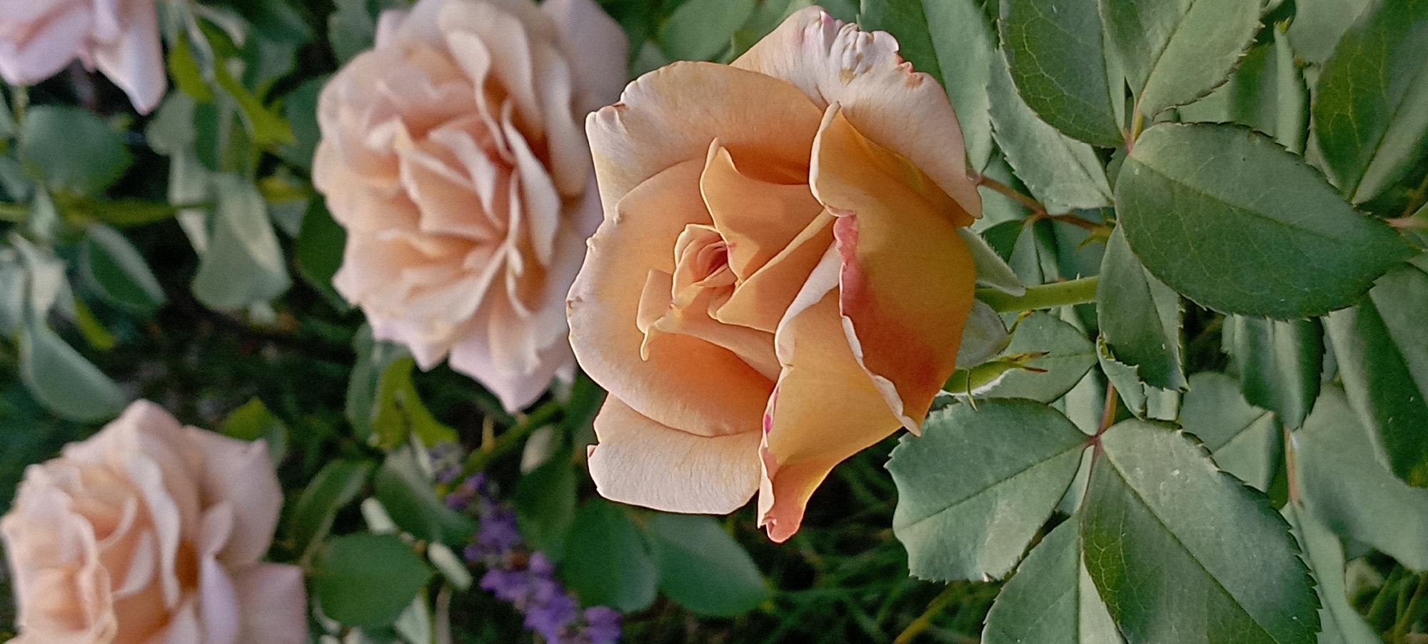 A close-up vertical shot features a blooming light orange rose with red-tipped petals in the foreground, set against a blurred background of green foliage and two other light pink roses. The rose in focus is centered and occupies the majority of the frame, showcasing its intricate petal formation. Several green leaves surround the rose, with the hints of purple flowers visible behind it. The lighting suggests an outdoor setting, likely in a garden or park, with soft natural light illuminating the scene. There are no people or identifiable landmarks present.