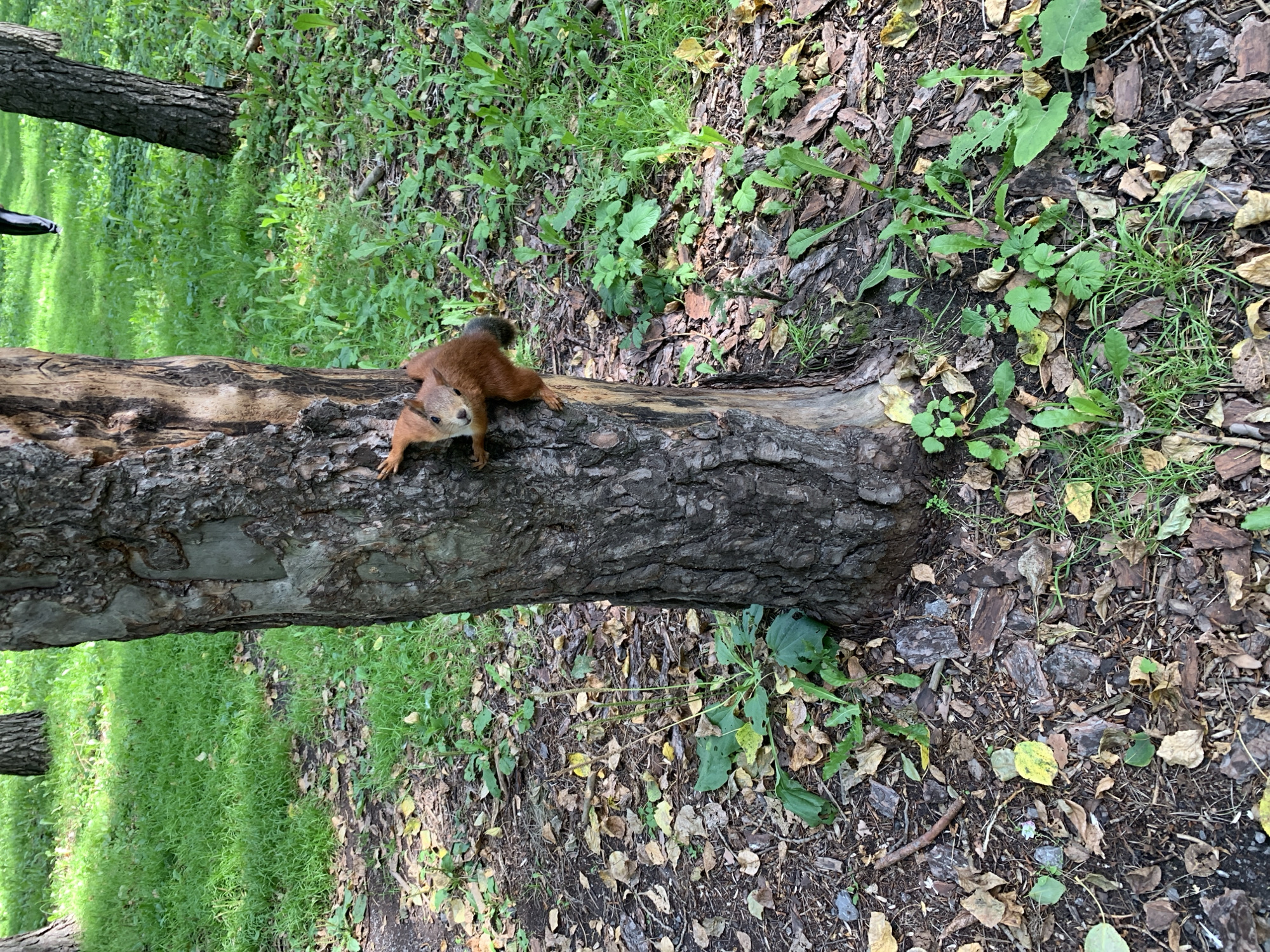A small, reddish-brown squirrel with dark fur on its back and tail is clinging to the side of a thick, rough-barked tree trunk. Its front paws are extended, gripping the bark, and its body is angled upwards. The squirrel is looking towards the viewer with its head tilted slightly. The tree is situated in a park-like setting with lush green grass and scattered fallen leaves on the ground. In the background, out of focus, another tree trunk and a person walking are visible. The ground is covered with a mixture of soil, bark chips, and dry leaves. The lighting suggests it is daytime, likely outdoors.