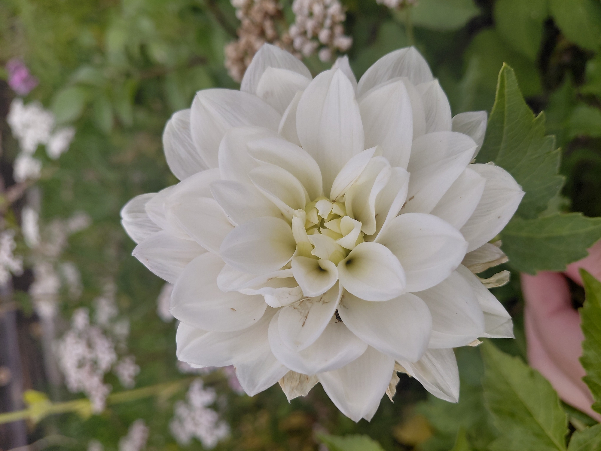 A close-up, eye-level, vertical, medium shot captures a fully bloomed white dahlia flower in the foreground, its layered petals unfurling from a pale yellow center. The dahlia is the primary subject, occupying most of the frame. Its petals are delicate and exhibit subtle variations in shading and texture, with a few small dark specks visible on some outer petals. A small dark insect is perched on one of the inner petals. Below the flower, a human hand, with pale skin, is visible reaching towards the plant, partially obscured by the dahlia's broad green leaves. The background is a soft focus of a garden environment, featuring lush green foliage and clusters of smaller white flowers, with a hint of a pink flower and a dark blurred structure possibly a fence or wall in the distance. The overall lighting is natural and diffused, suggesting an outdoor scene on a cloudy day or in shaded conditions. The setting appears to be a garden in Malinovka, Russia, judging by the presence of the dahlia and the typical flora of the region.