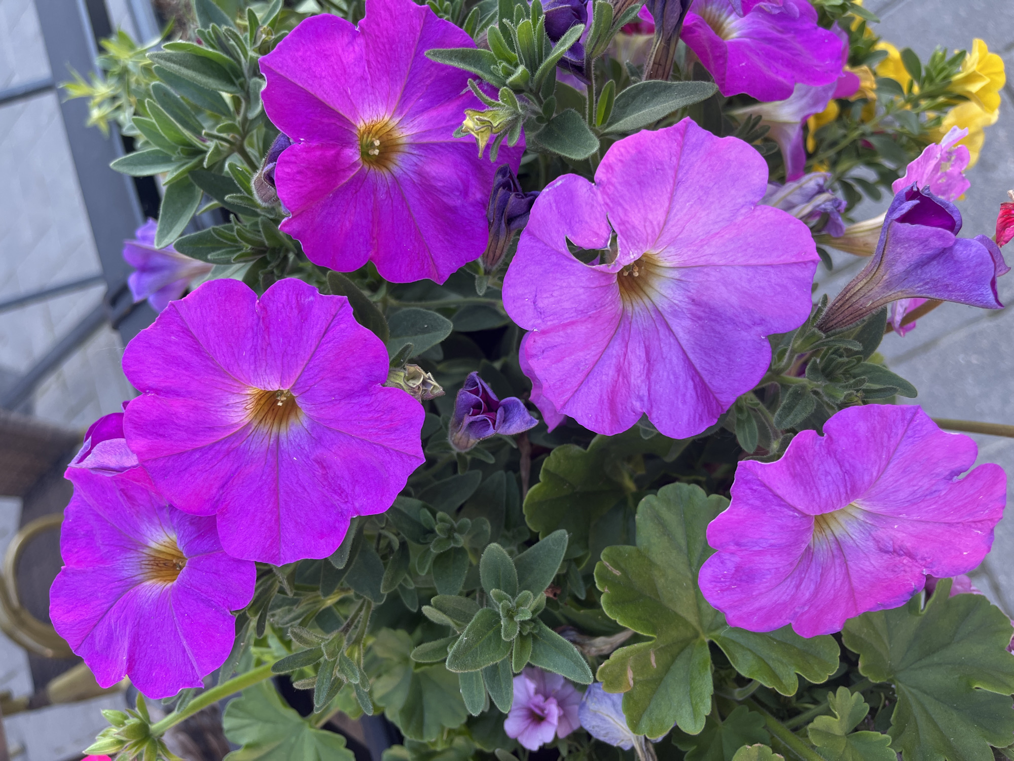 The image shows a close-up of several vibrant purple petunia flowers in bloom, set against a backdrop of green foliage. The flowers are in various stages of opening, with some fully bloomed and others still in bud. The petals are soft and velvety, with delicate veins running through them. The center of each flower is a golden yellow, adding a touch of contrast to the purple hues. The image appears to be taken outdoors, likely in a garden or on a balcony, as suggested by the soft natural light and the presence of other plants and outdoor elements in the background, such as a blurry glimpse of what could be outdoor furniture and a grey paved surface. No people are visible in the image. The scene is a still life of blooming flowers, captured in a moment of natural beauty. There is no identifiable location in the city of Oulu, Finland.