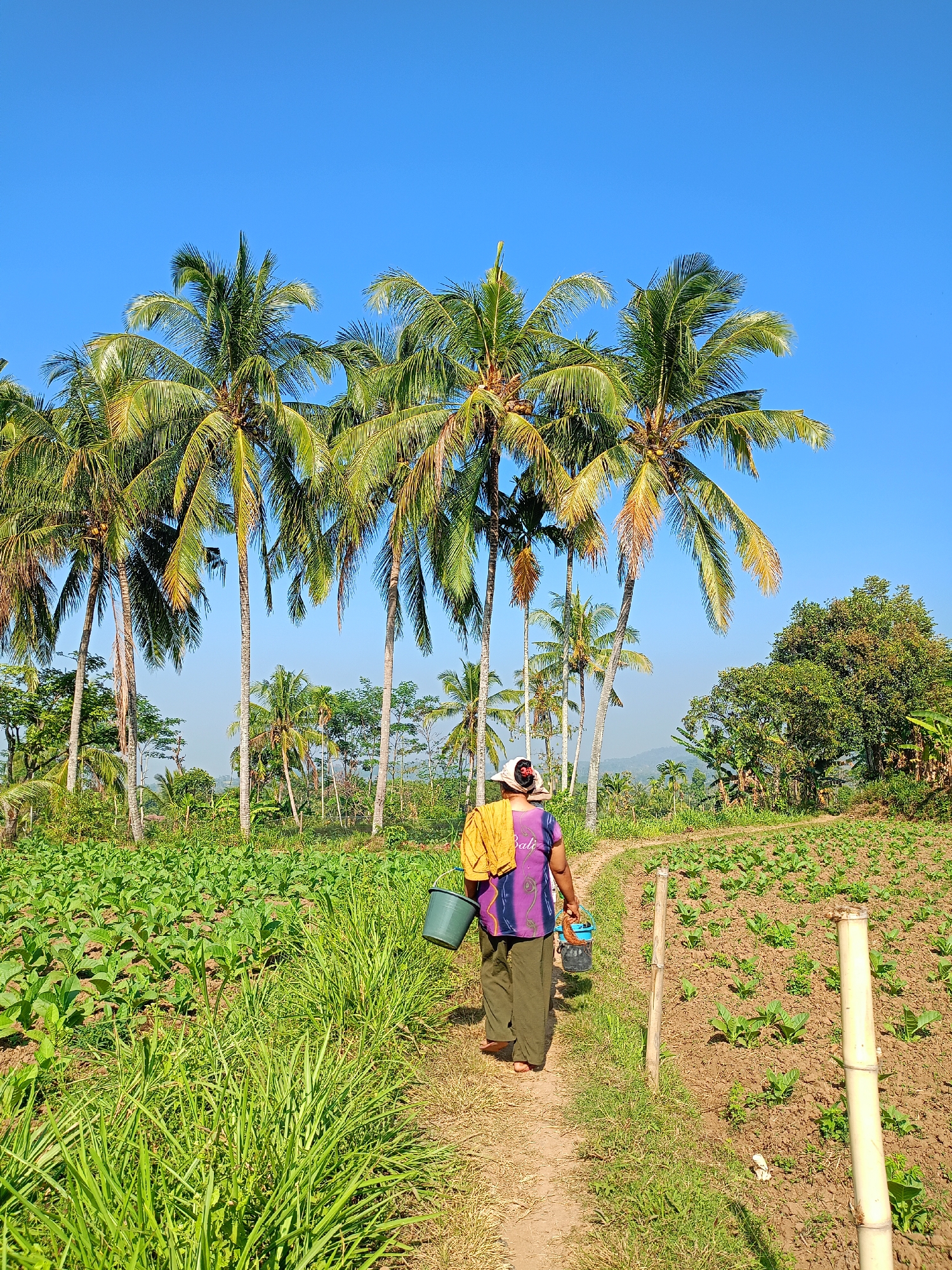 In a rural setting in Jelbuk, Indonesia, a person is walking along a dirt path through a cultivated field. The person, viewed from behind, is wearing a colorful shirt, green pants, and a headscarf. They are carrying a yellow cloth over their shoulder and two buckets, one green and one blue. The field on the left is densely planted with small green crops, possibly tobacco. On the right, the field is more sparsely planted with similar crops, with bamboo stakes visible in the foreground. A line of tall coconut palm trees dominates the background, with other vegetation and hills in the distance under a clear blue sky. The scene suggests agricultural activity in a tropical environment.